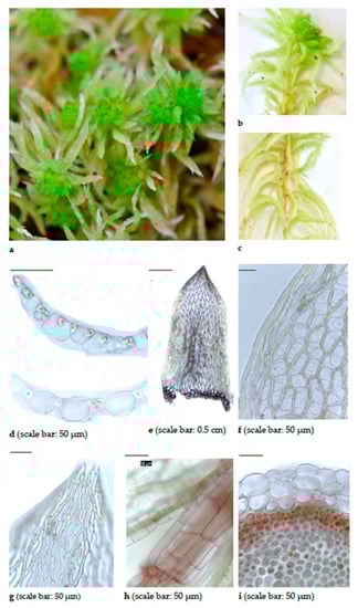 Diversity 15 00295 g0a7