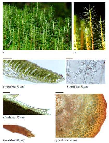 Diversity 15 00295 g0a8