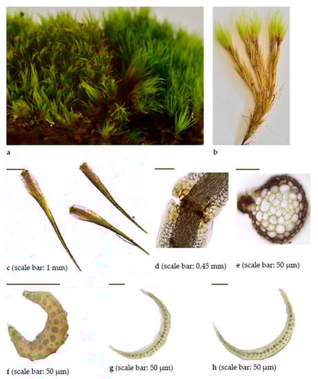 Diversity 15 00295 g0a9