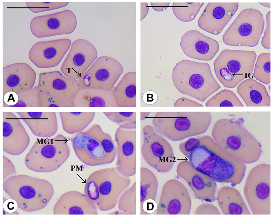 Diversity 15 00296 g004