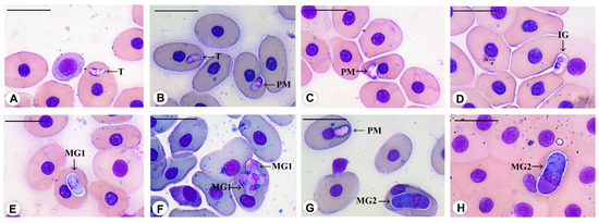 Diversity 15 00296 g005