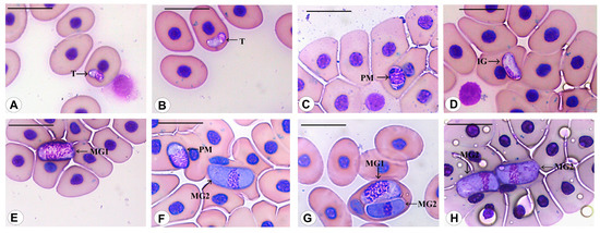 Diversity 15 00296 g006
