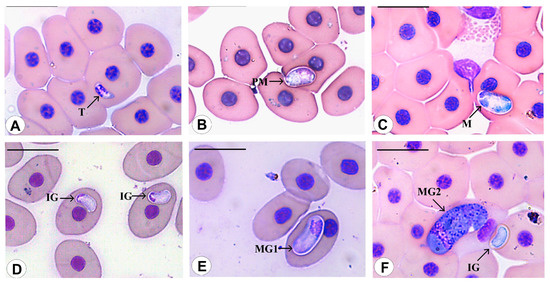 Diversity 15 00296 g007