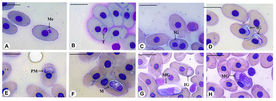 Diversity 15 00296 g009