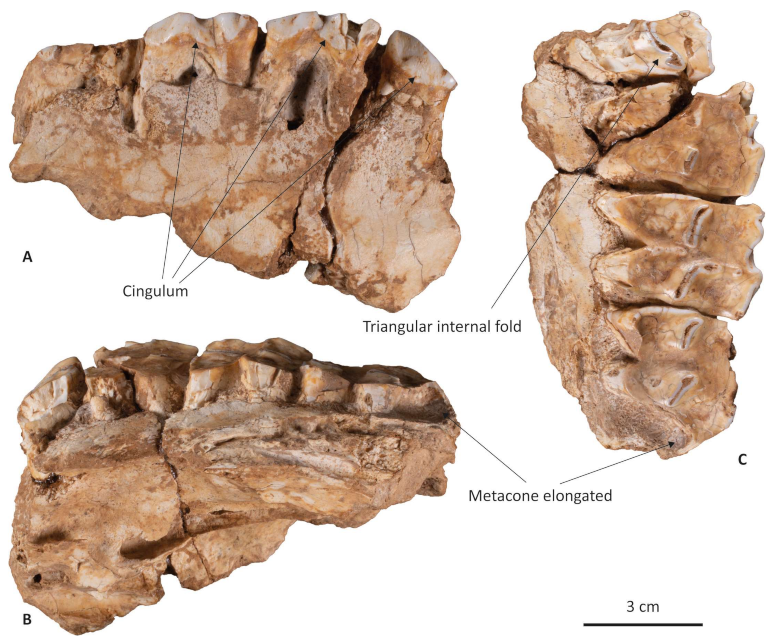 Diversity 15 00299 g002