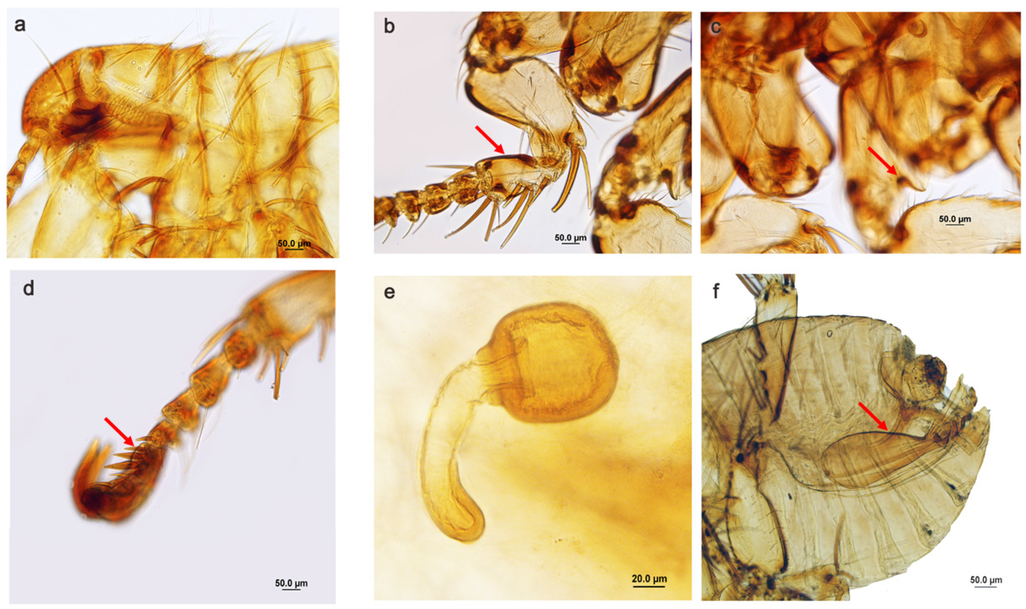 Diversity 15 00308 g001