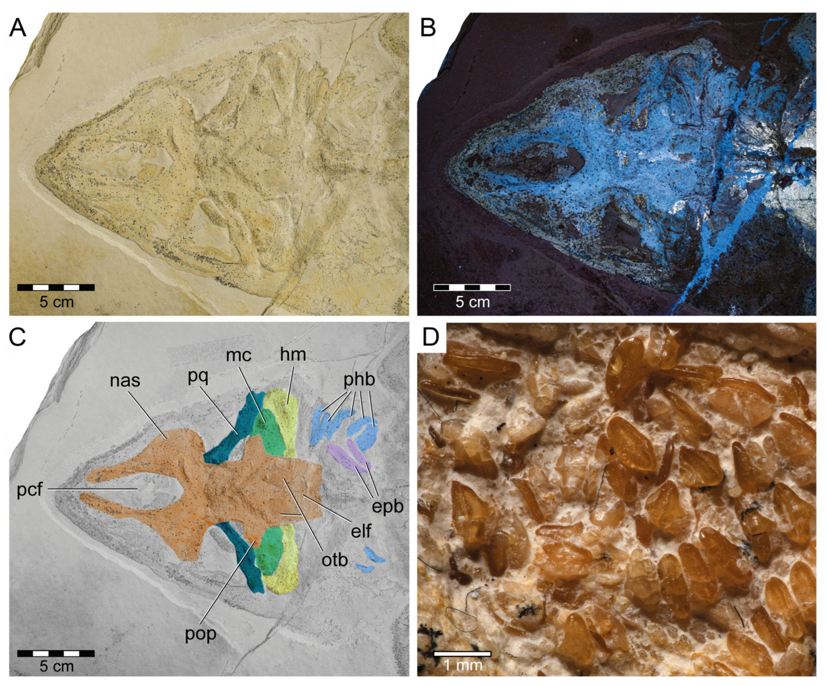 Diversity 15 00311 g004