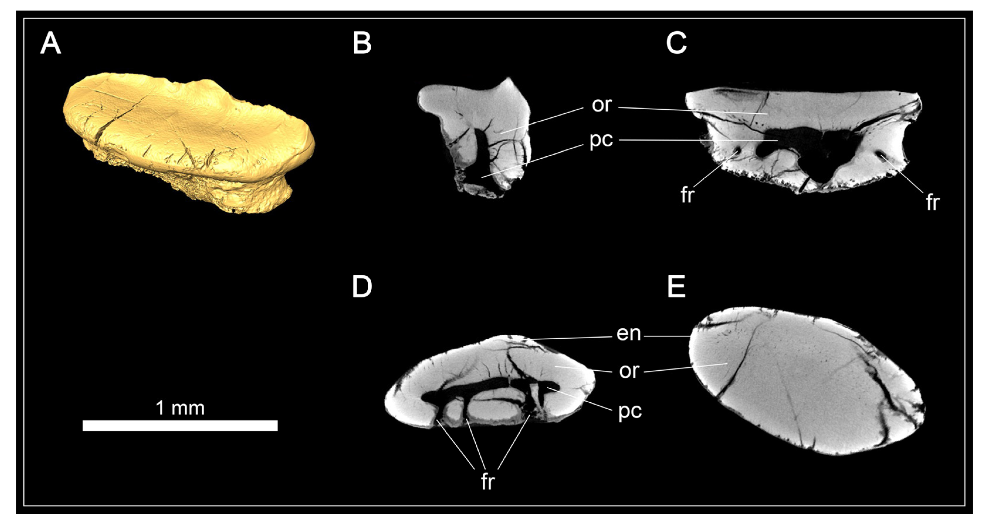 Diversity 15 00311 g005