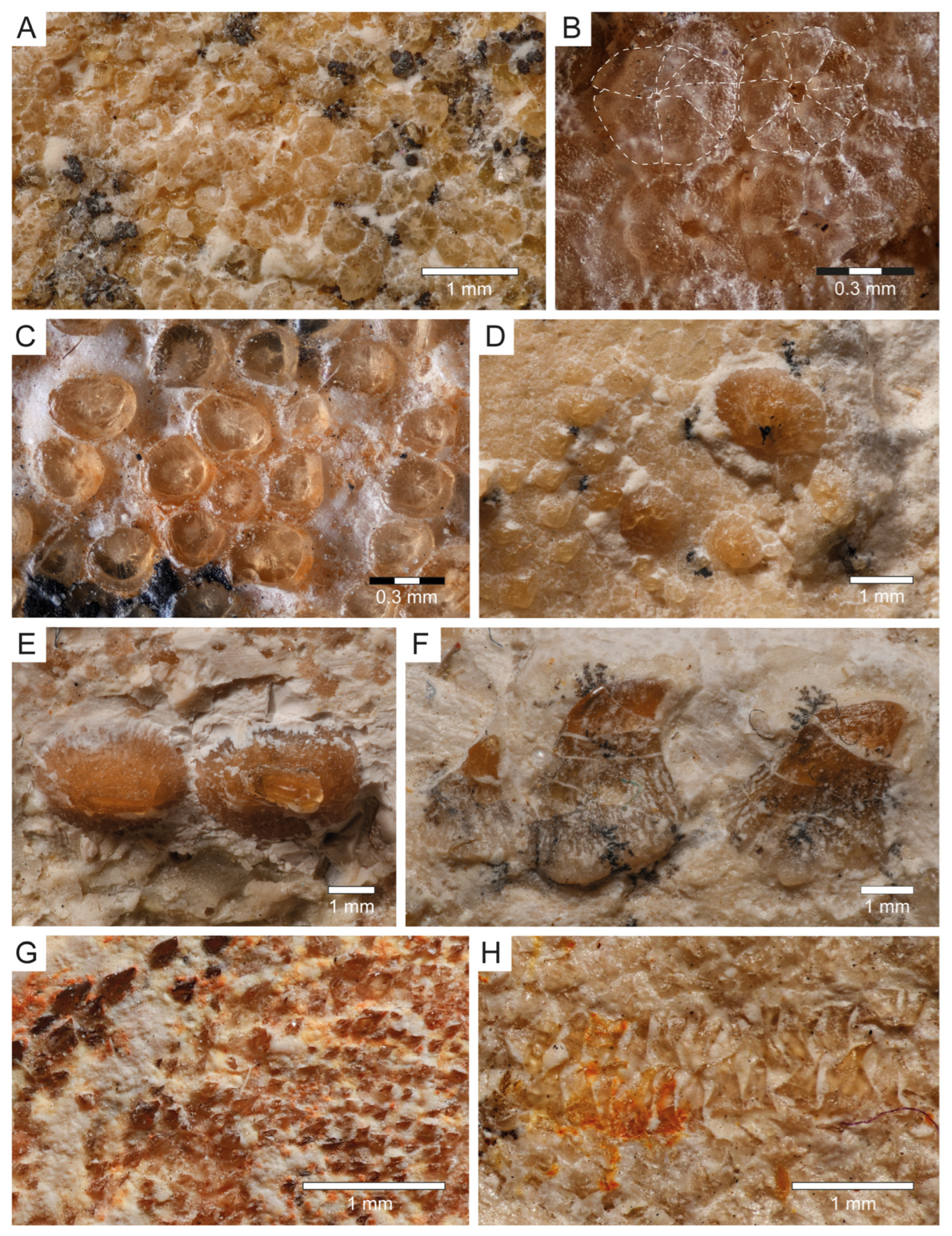 Diversity 15 00311 g008