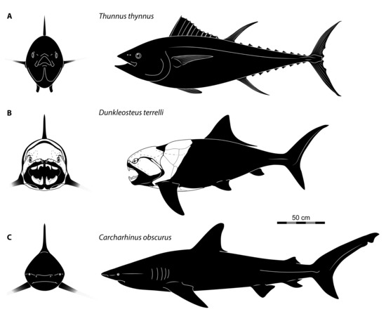 Diversity 15 00318 g012