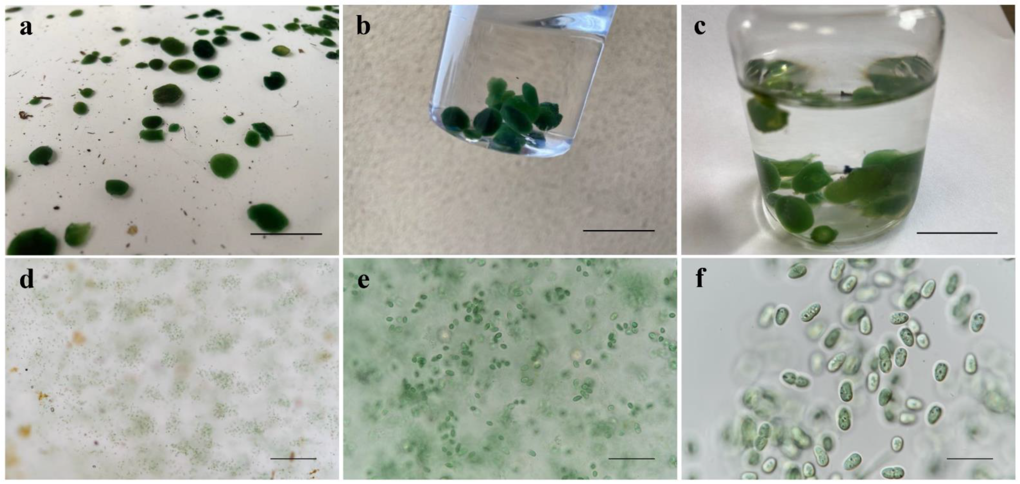 Diversity 15 00329 g001