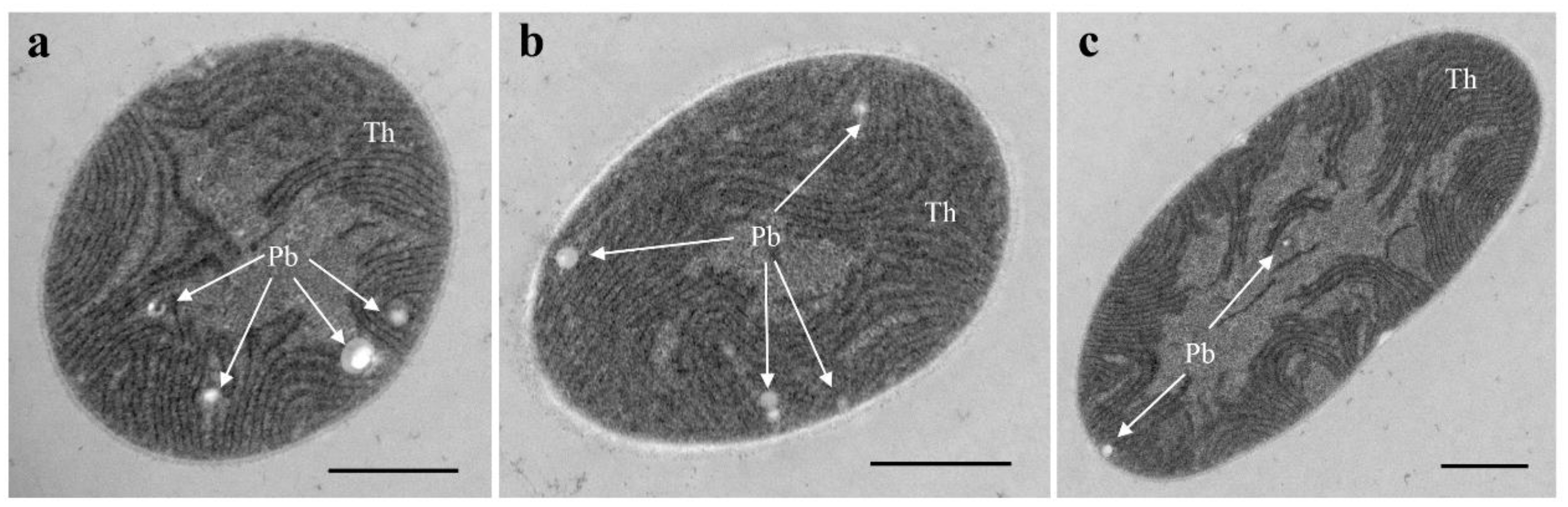 Diversity 15 00329 g002