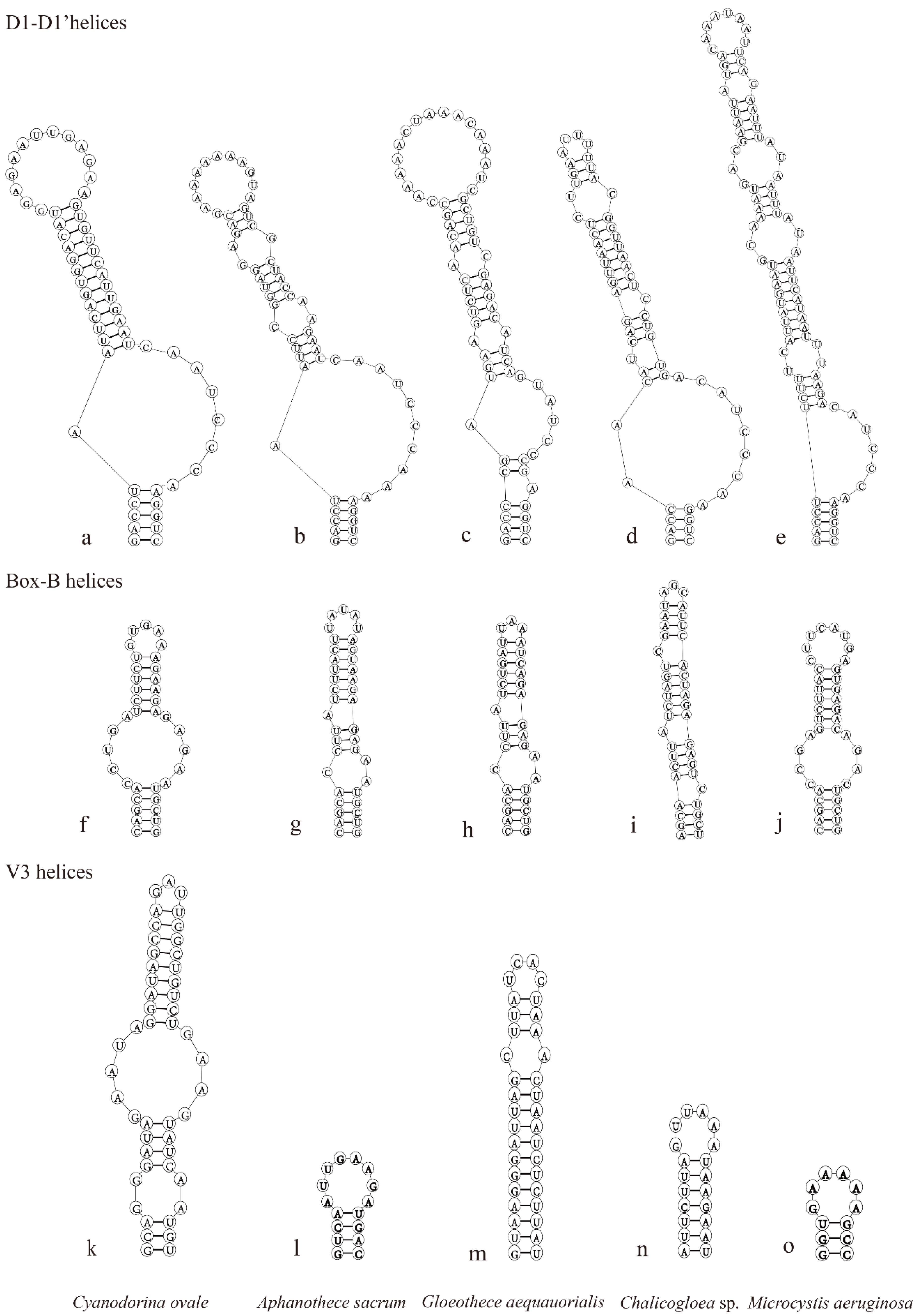 Diversity 15 00329 g004