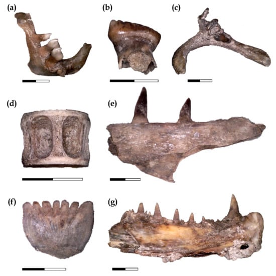 Diversity 15 00340 g005