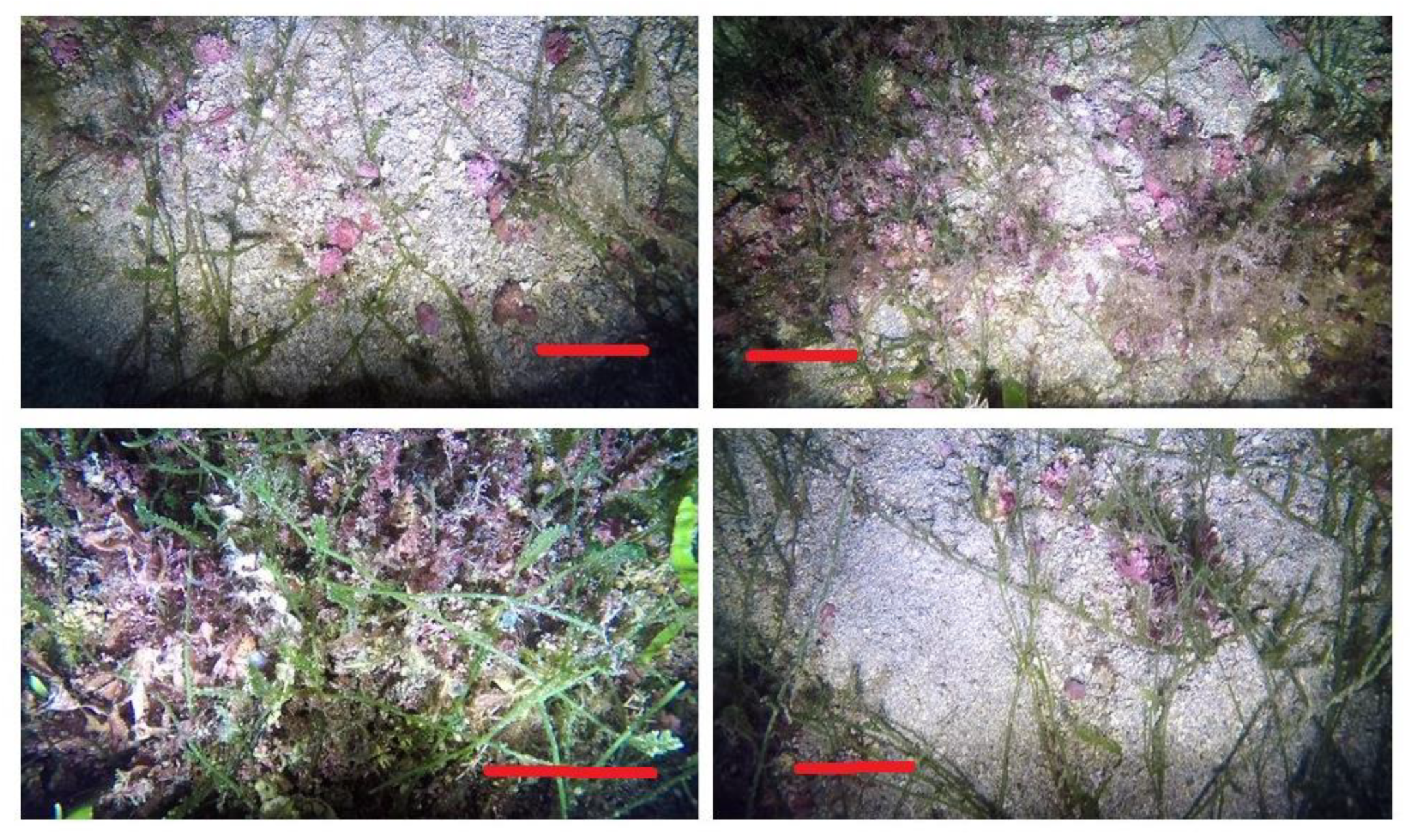 Diversity 15 00349 g002 Diversity 15 00349 g002