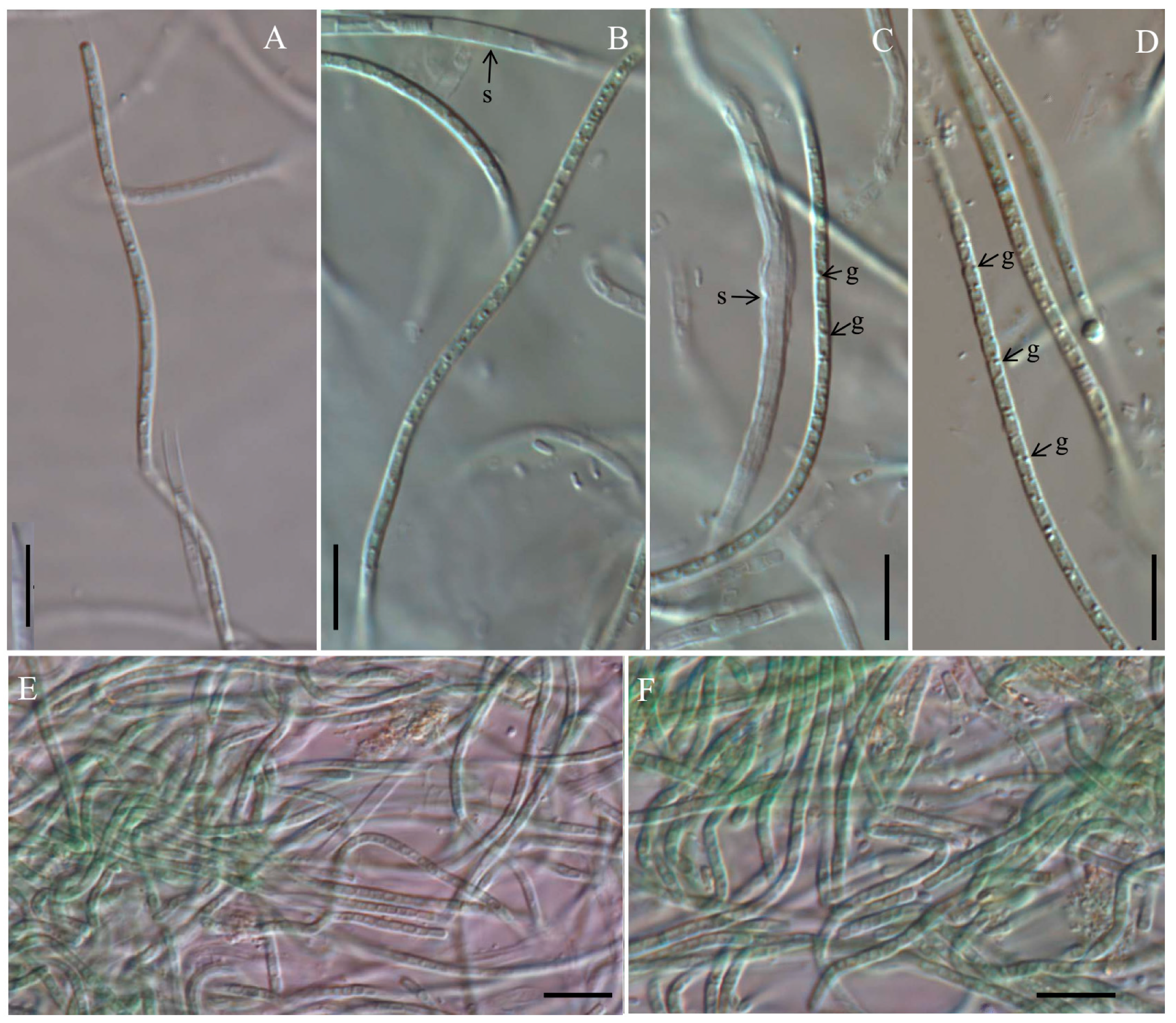Diversity 15 00350 g001