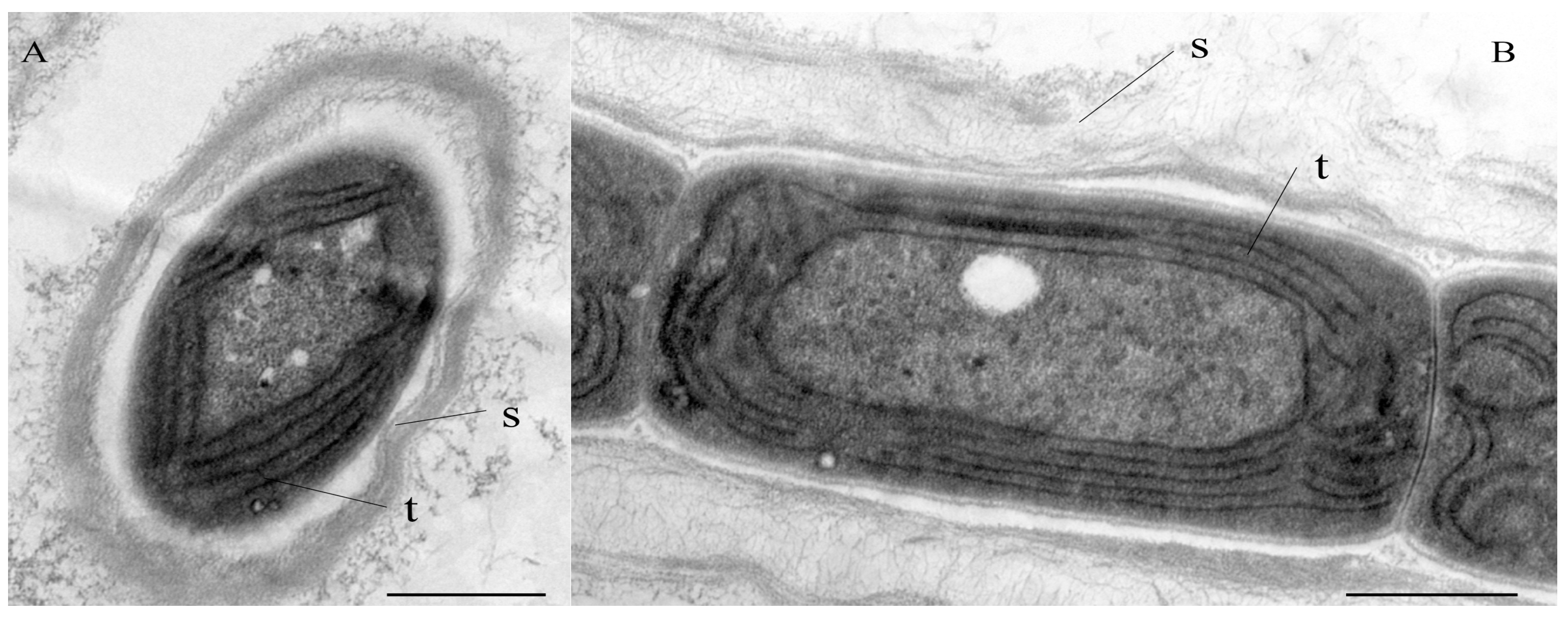 Diversity 15 00350 g002