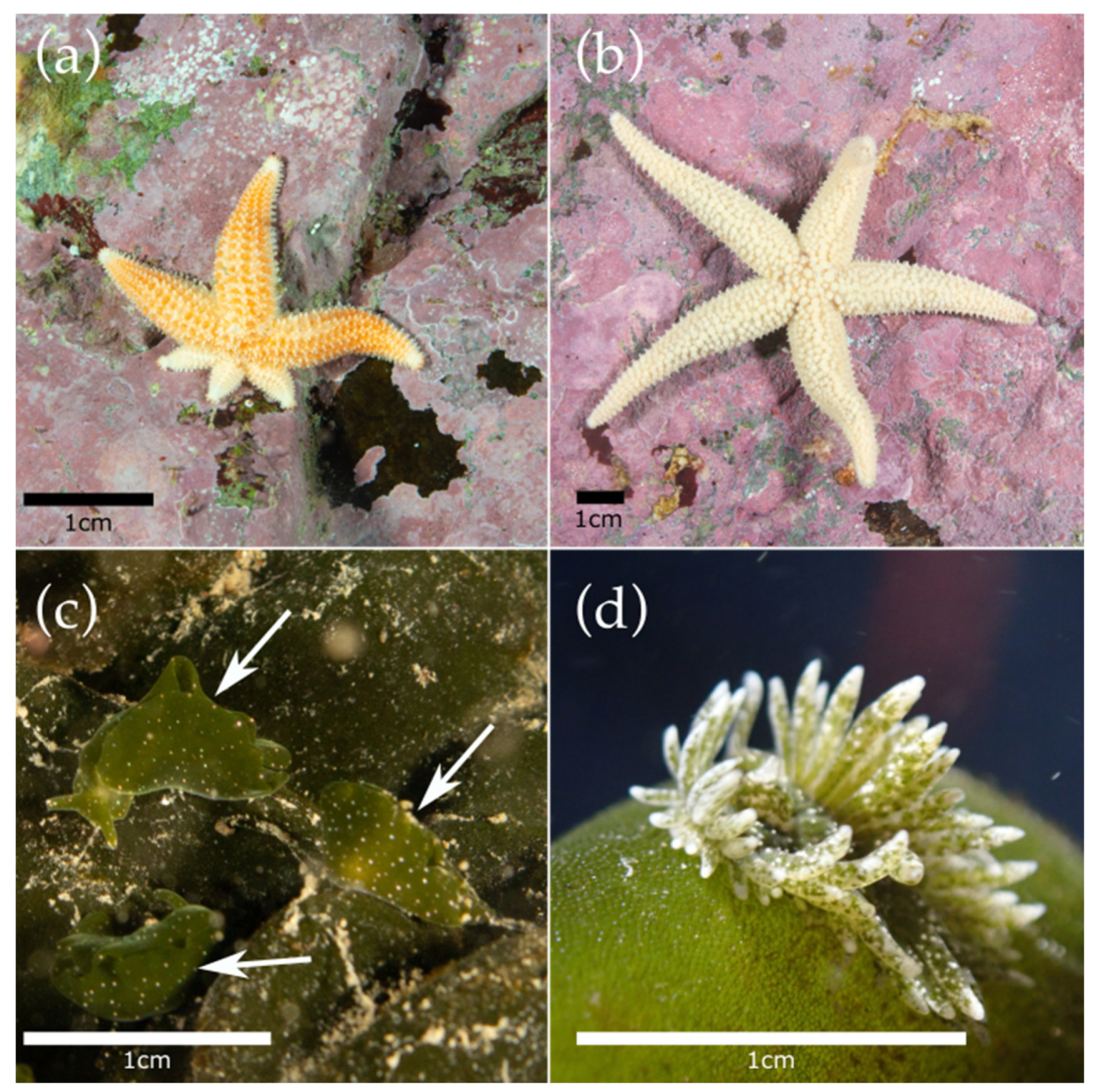 Diversity 15 00354 g002