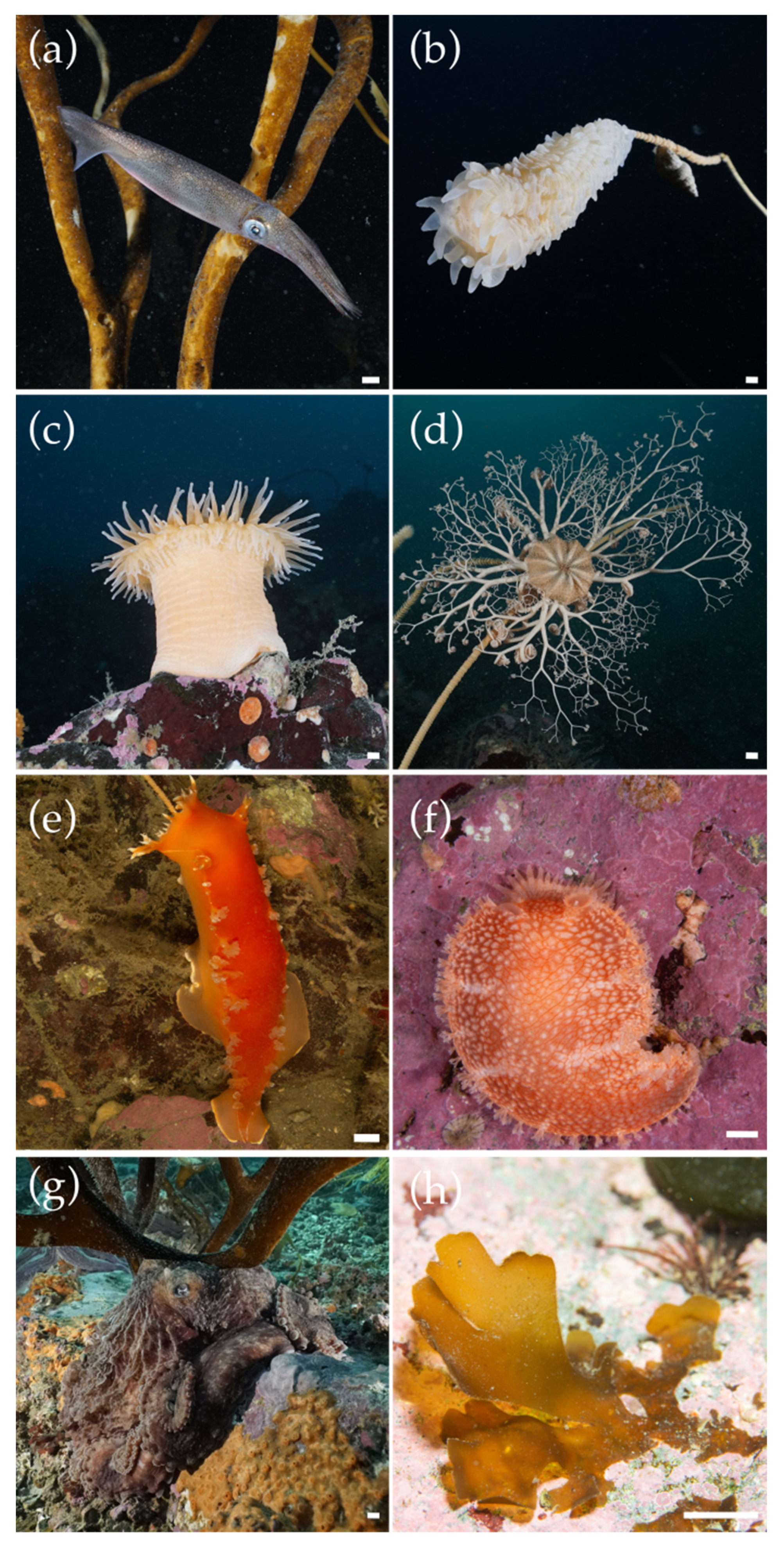 Diversity 15 00354 g003