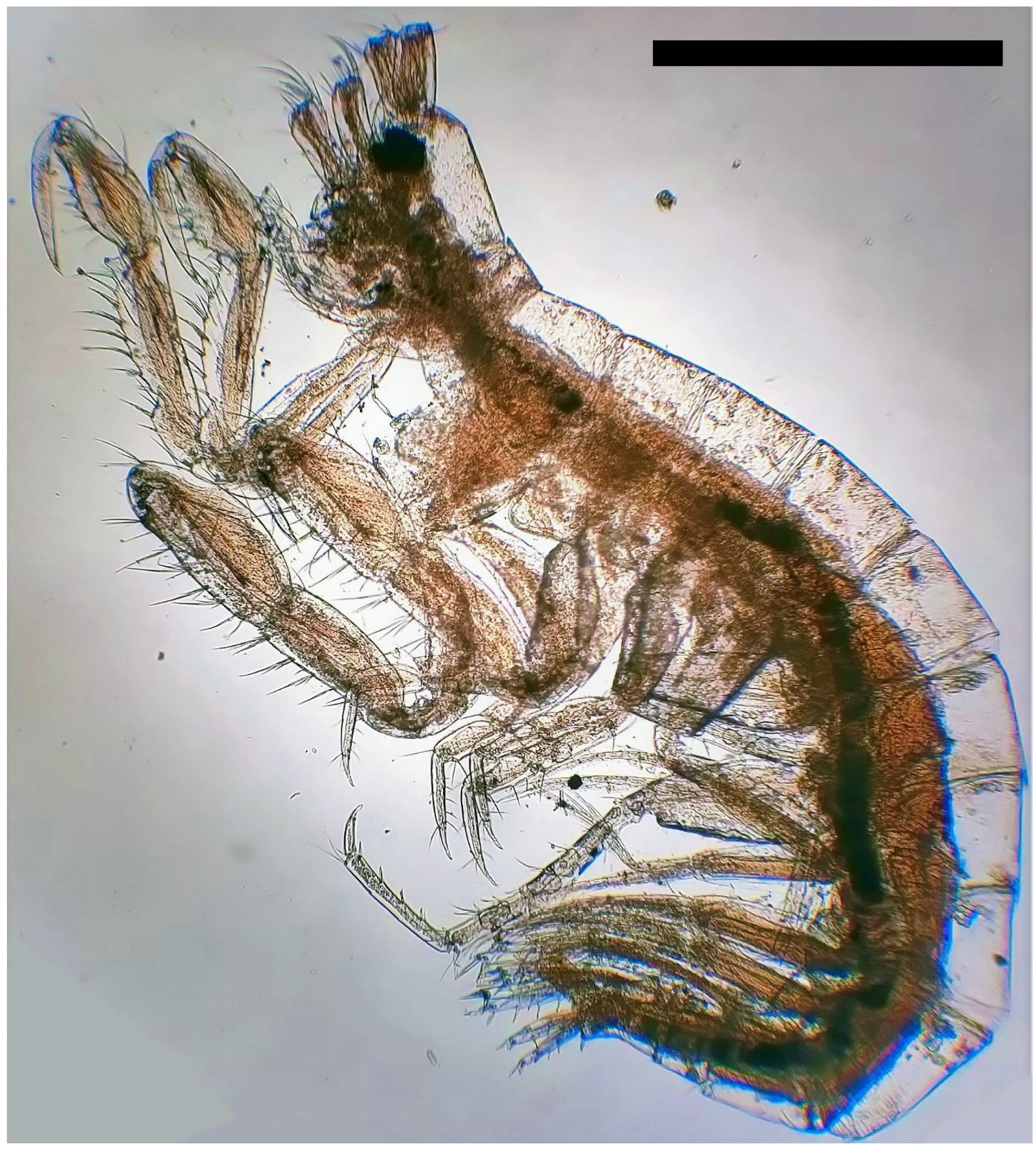 Diversity 15 00358 g003 Diversity 15 00358 g003