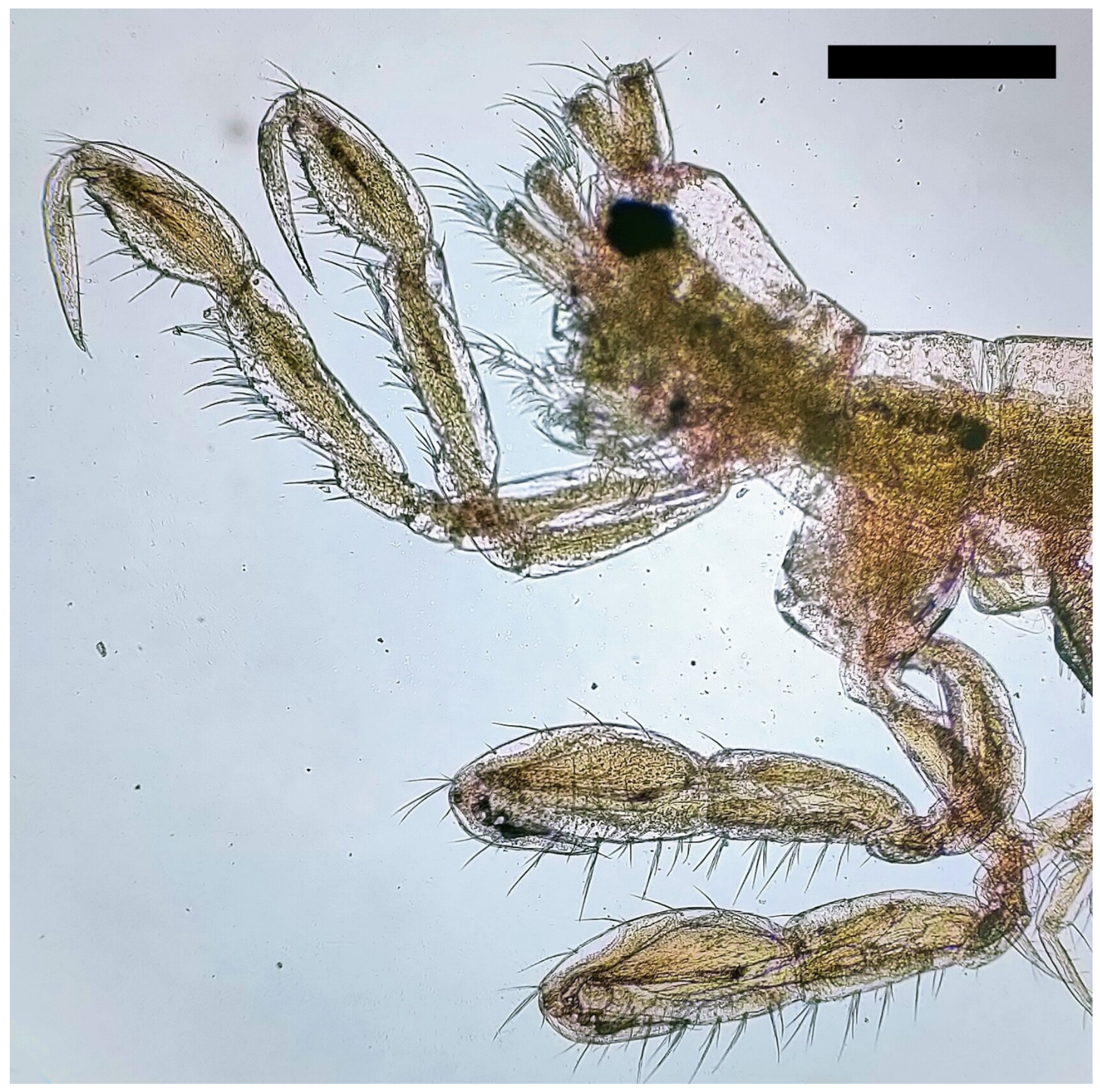 Diversity 15 00358 g004 Diversity 15 00358 g004