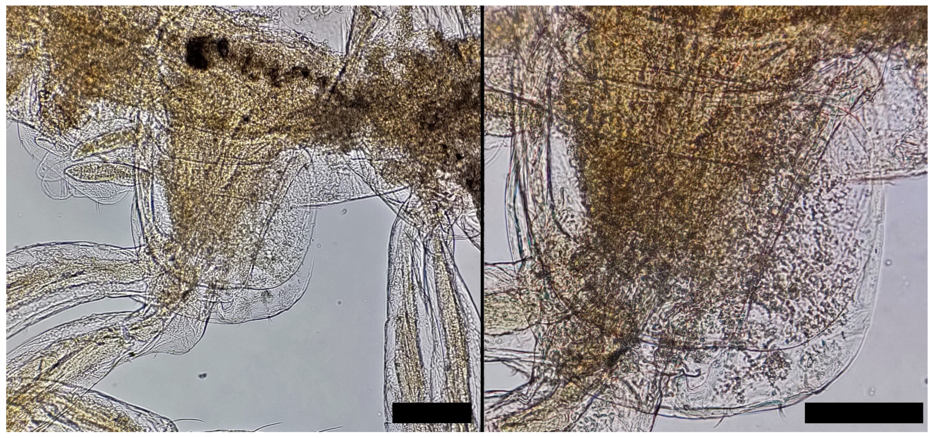 Diversity 15 00358 g005 Diversity 15 00358 g005