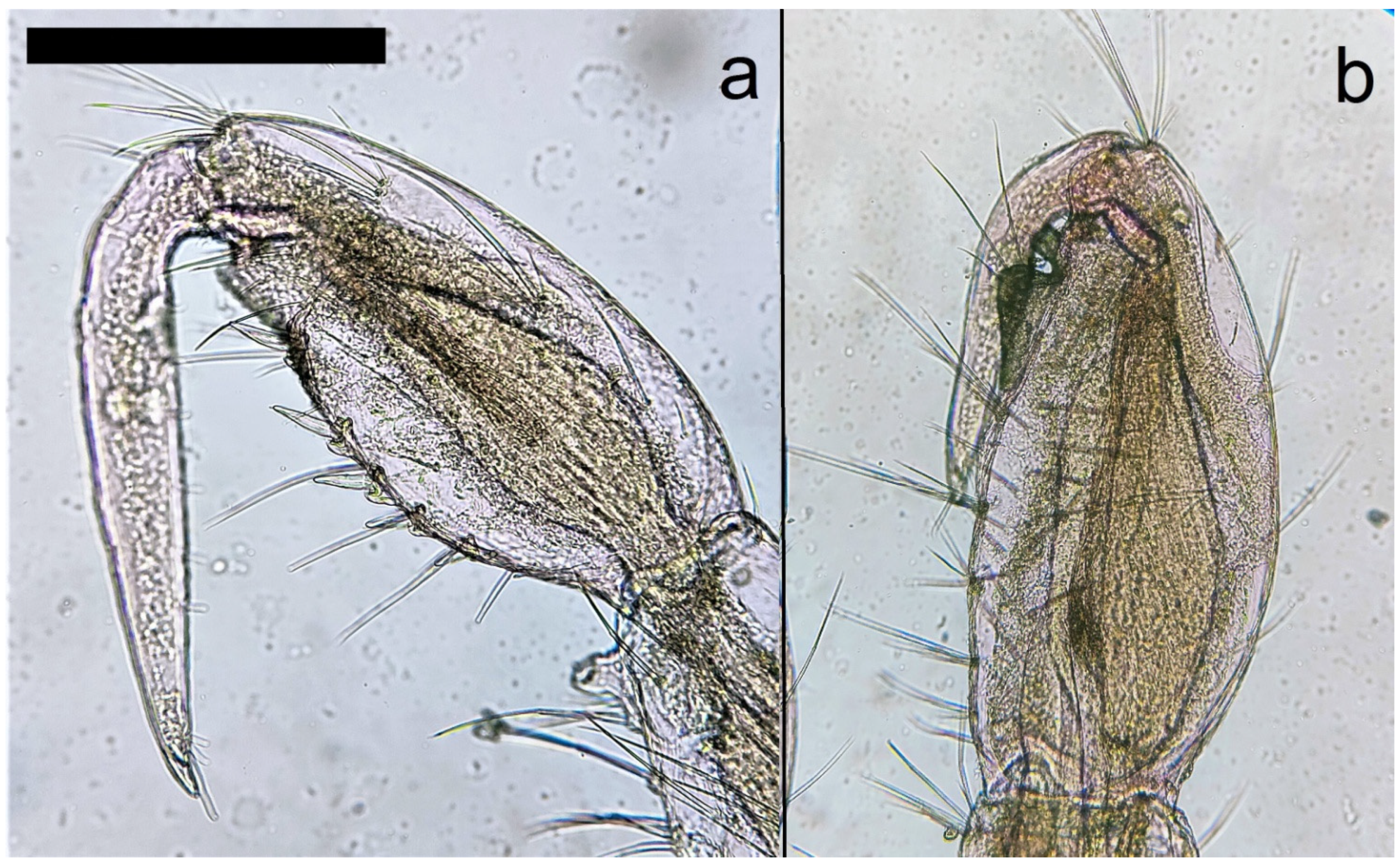 Diversity 15 00358 g006 Diversity 15 00358 g006