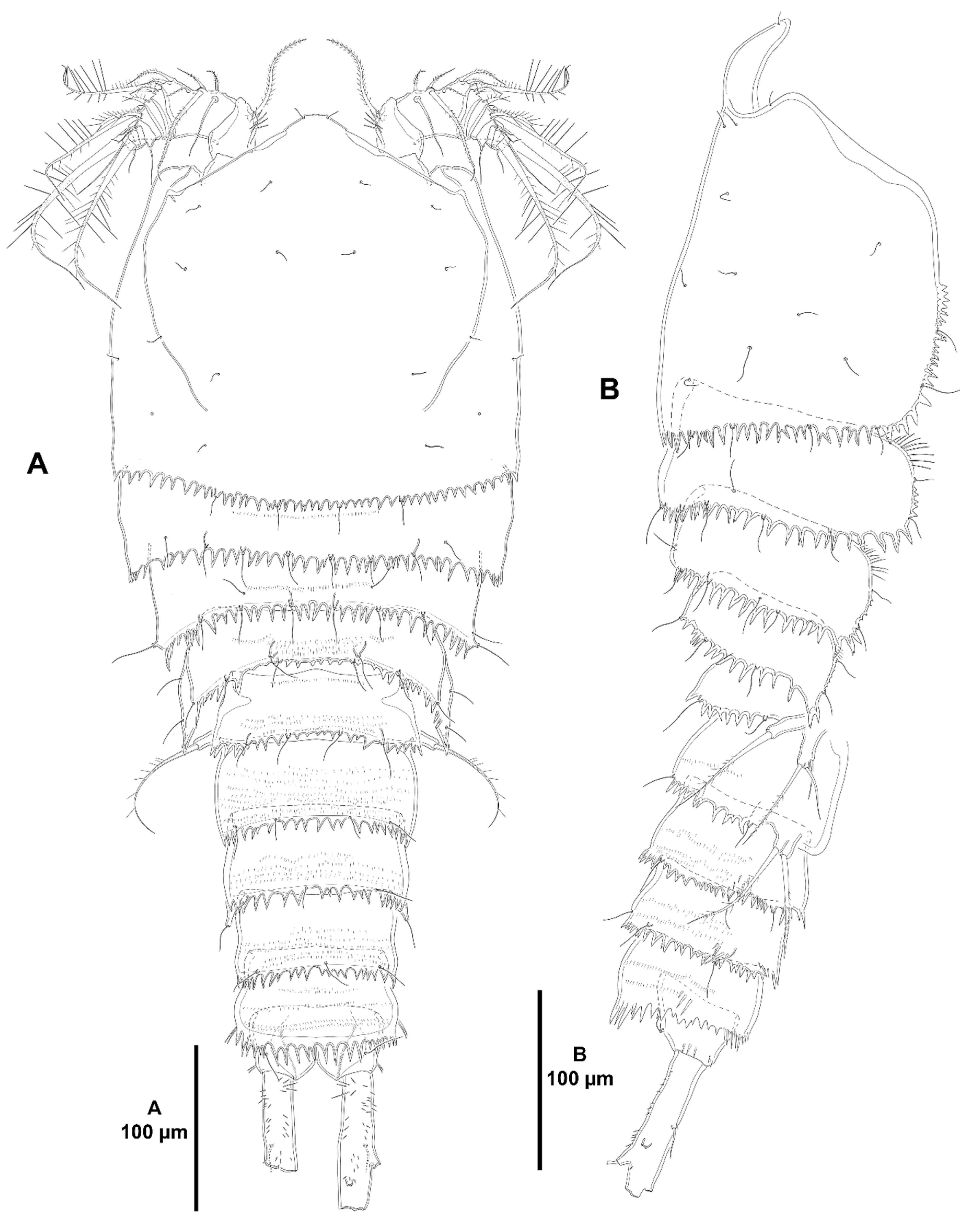 Diversity 15 00363 g001