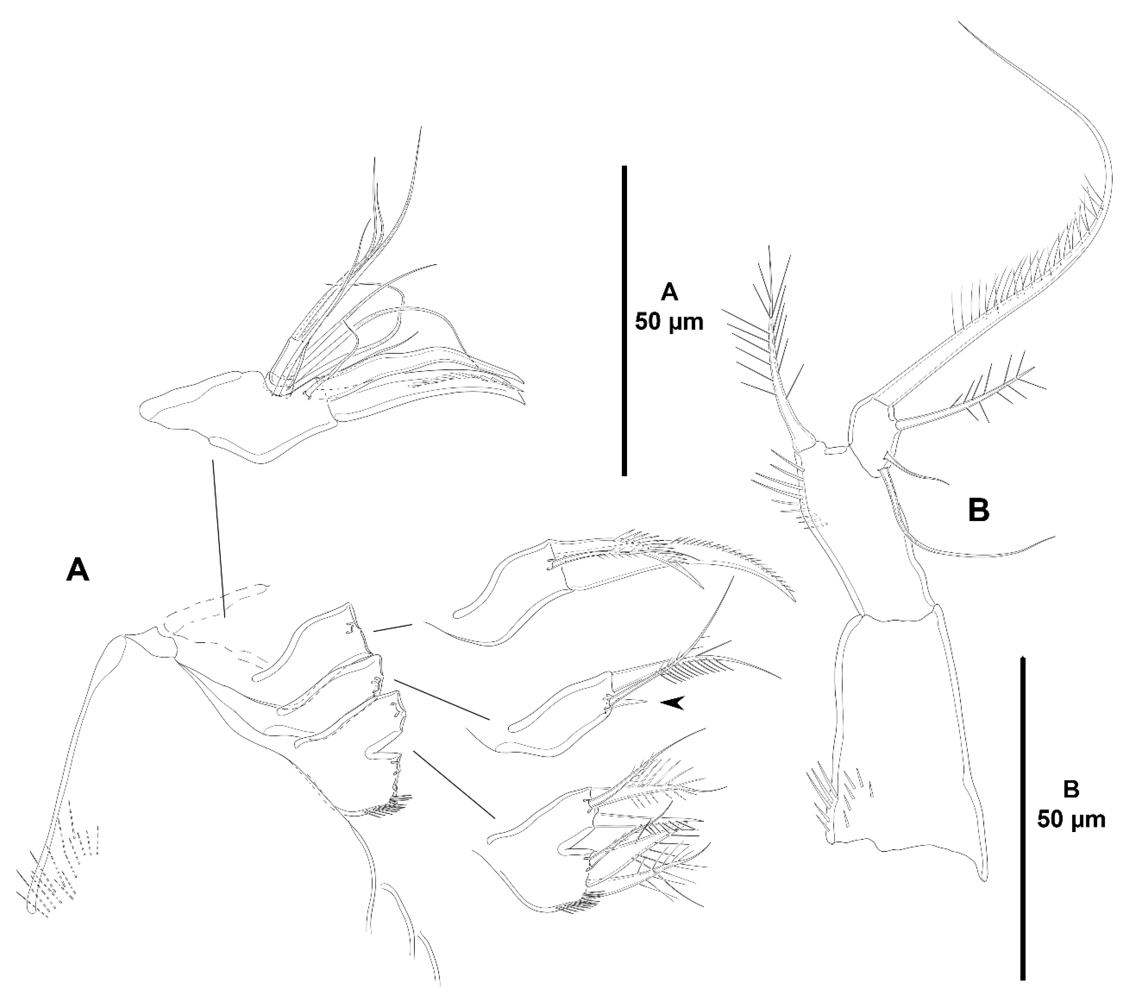 Diversity 15 00363 g005