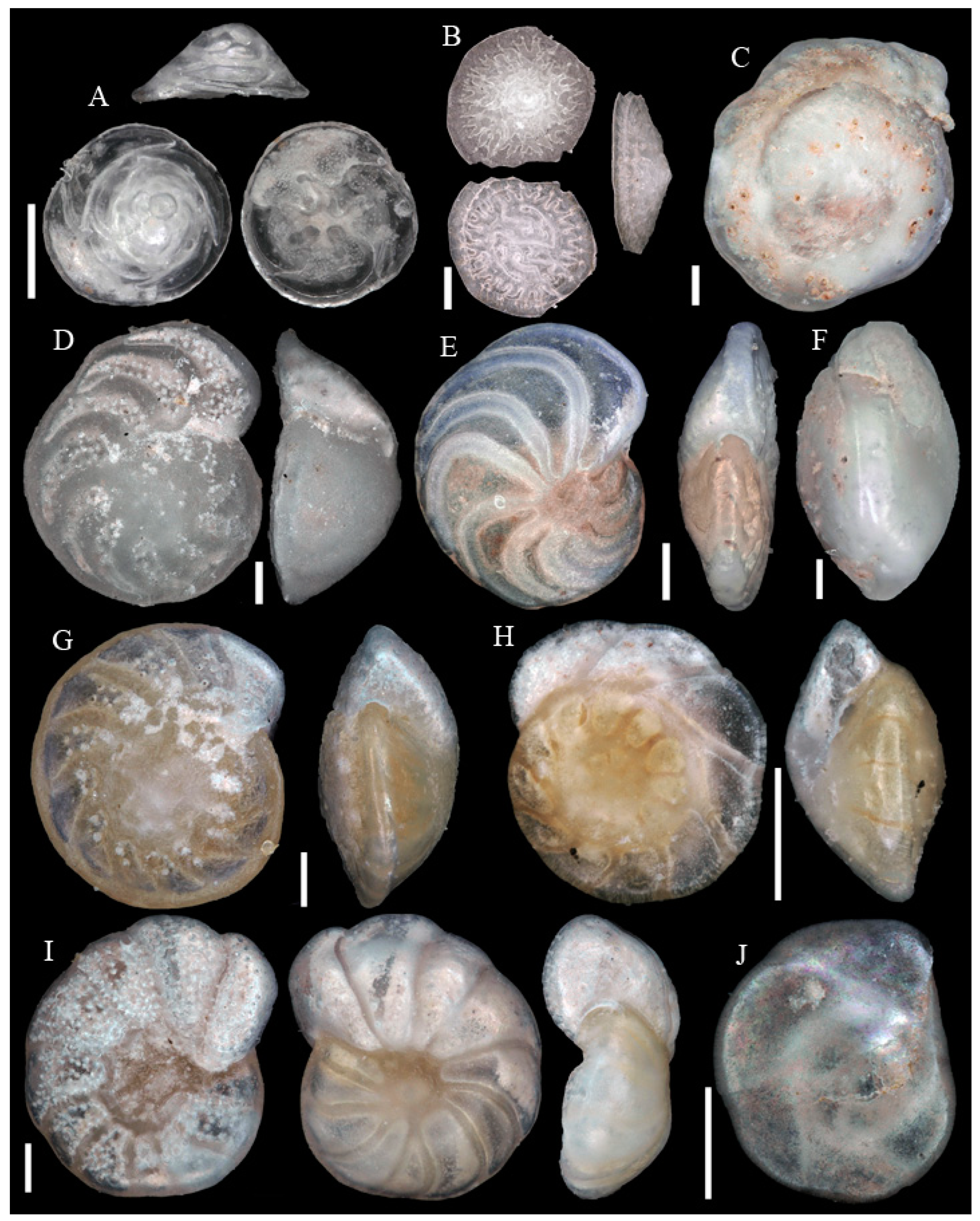 Diversity 15 00381 g0a10 Diversity 15 00381 g0a10