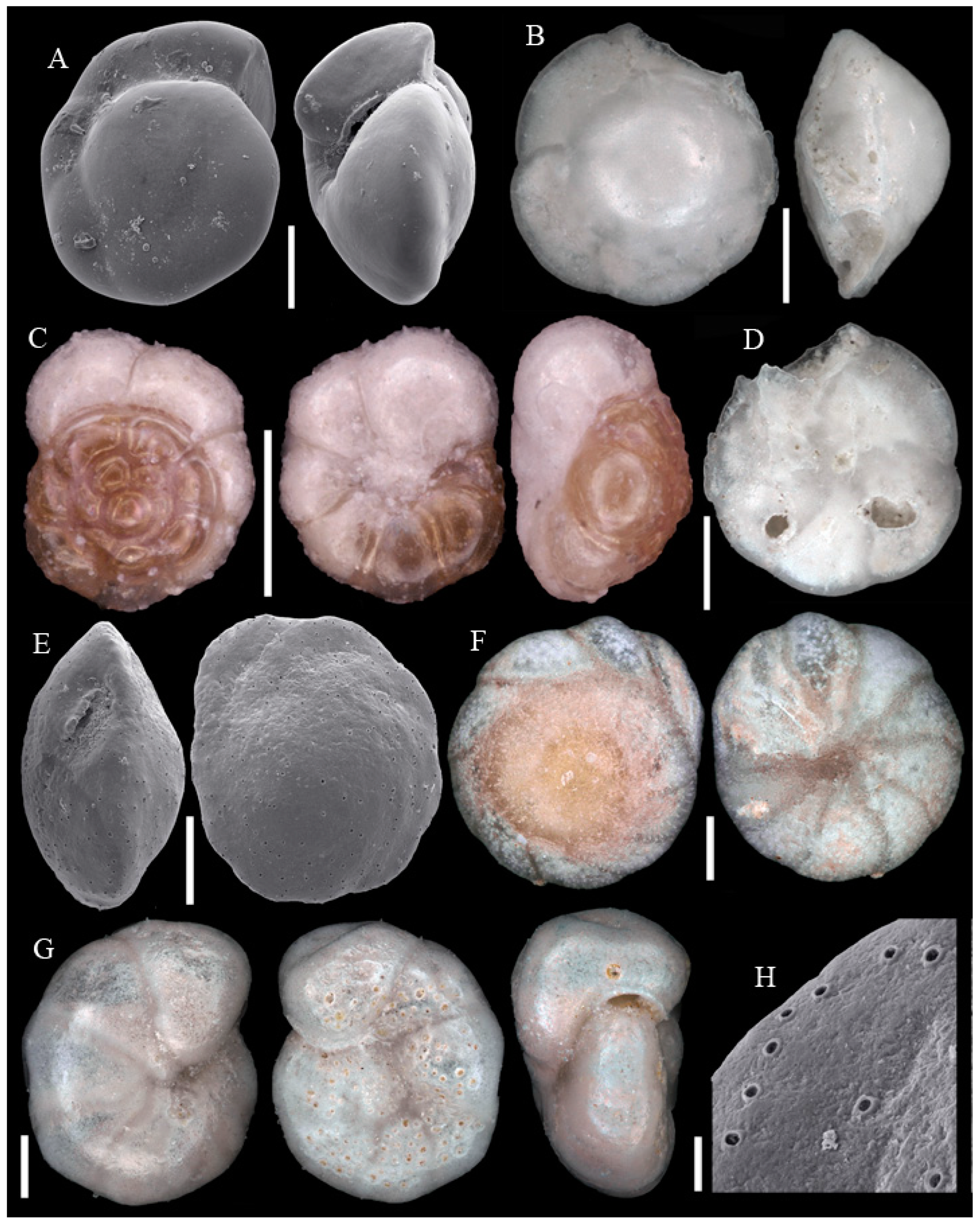 Diversity 15 00381 g0a12 Diversity 15 00381 g0a12