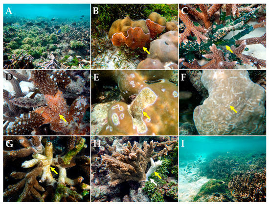 Diversity 15 00382 g003