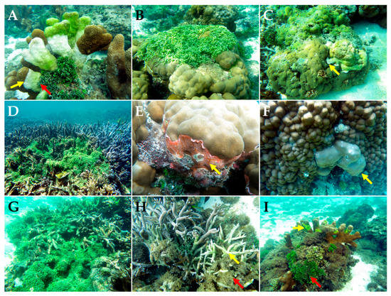 Diversity 15 00382 g004