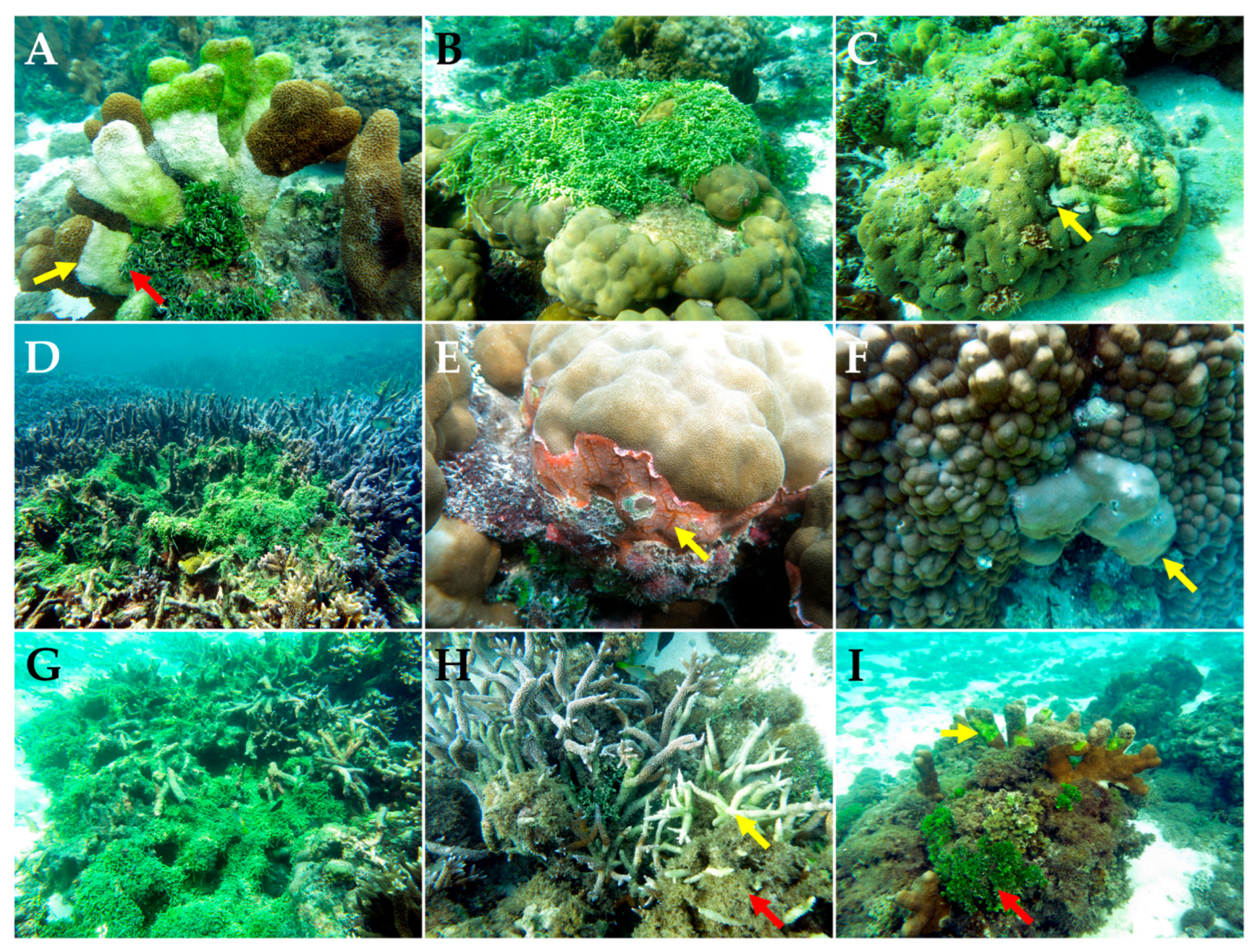 Diversity 15 00382 g004 Diversity 15 00382 g004