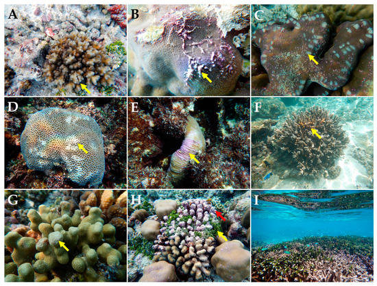 Diversity 15 00382 g005