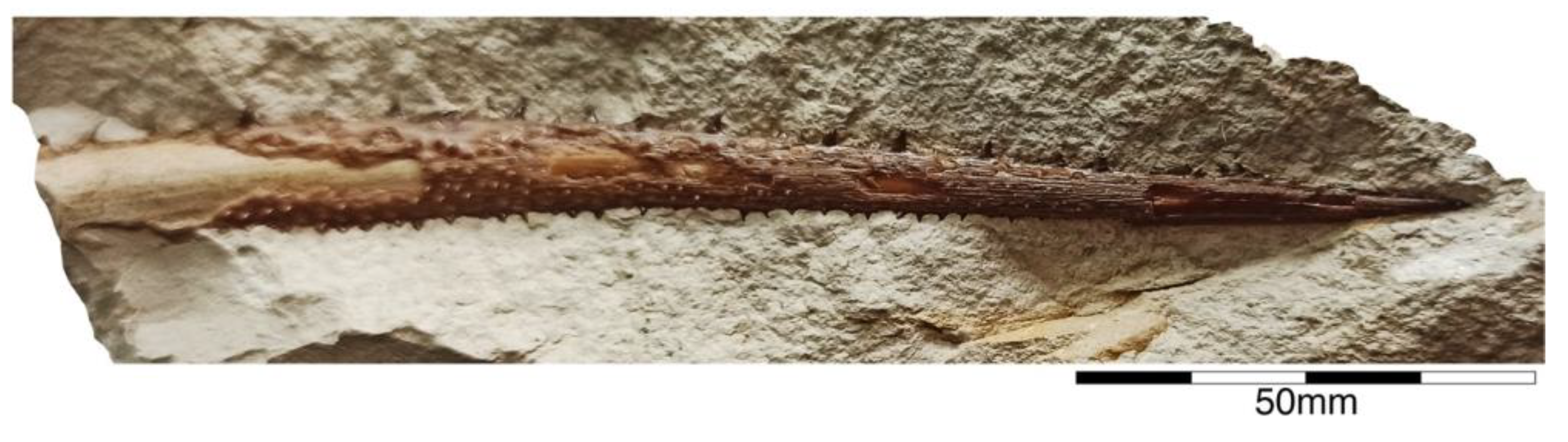 Diversity 15 00386 g002