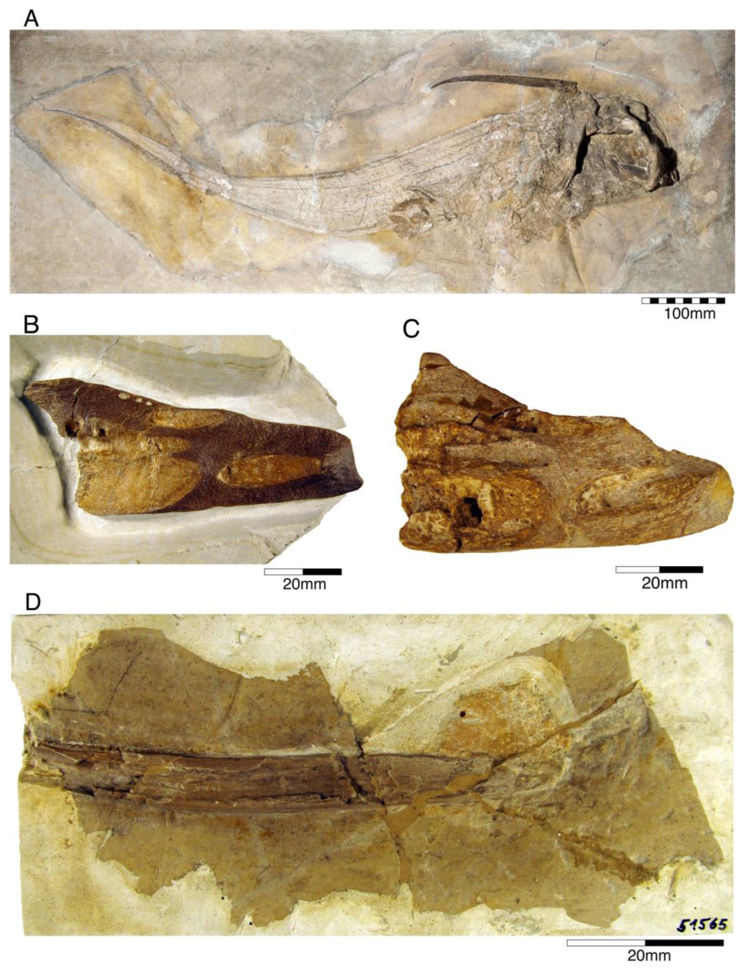 Diversity 15 00386 g004