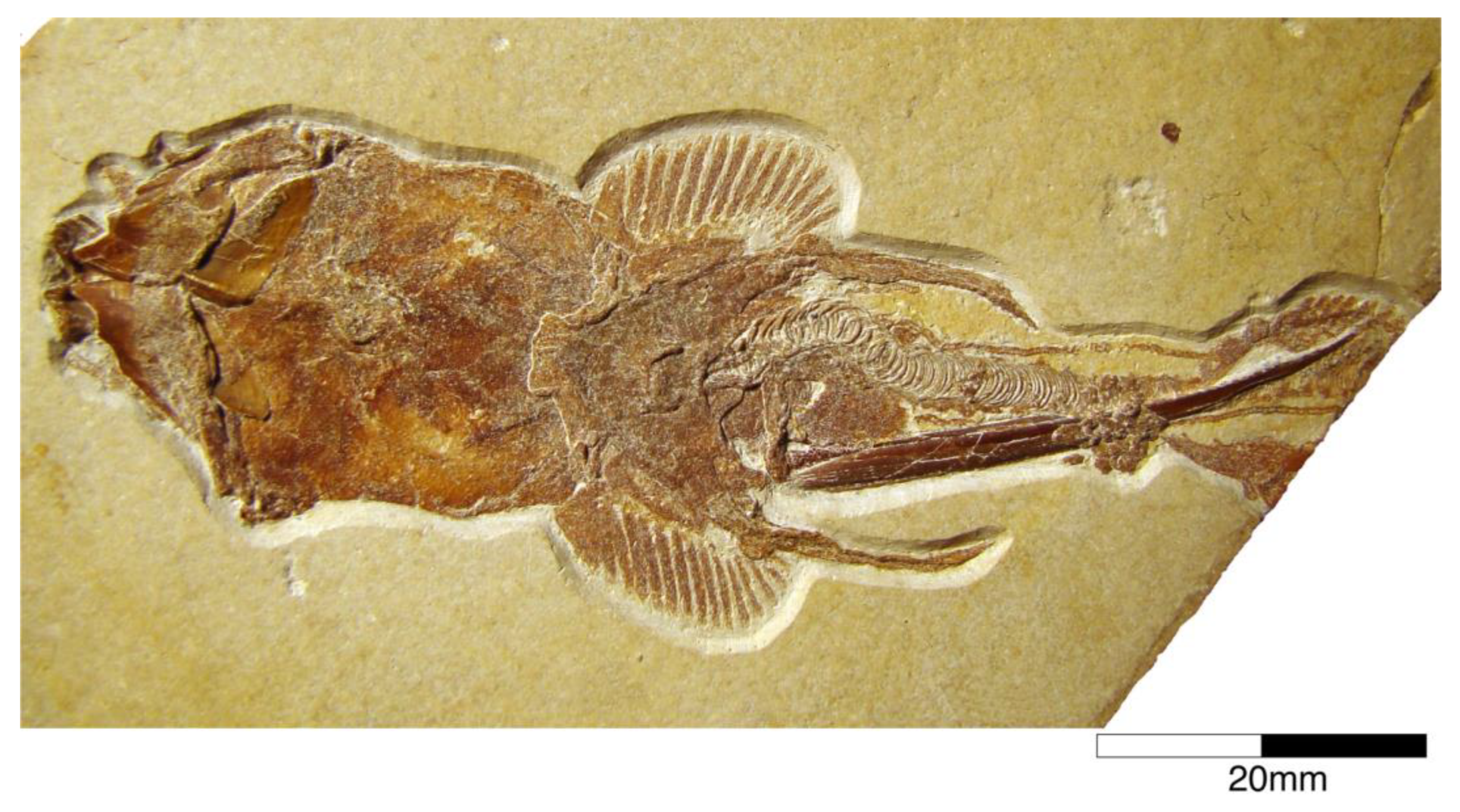 Diversity 15 00386 g005