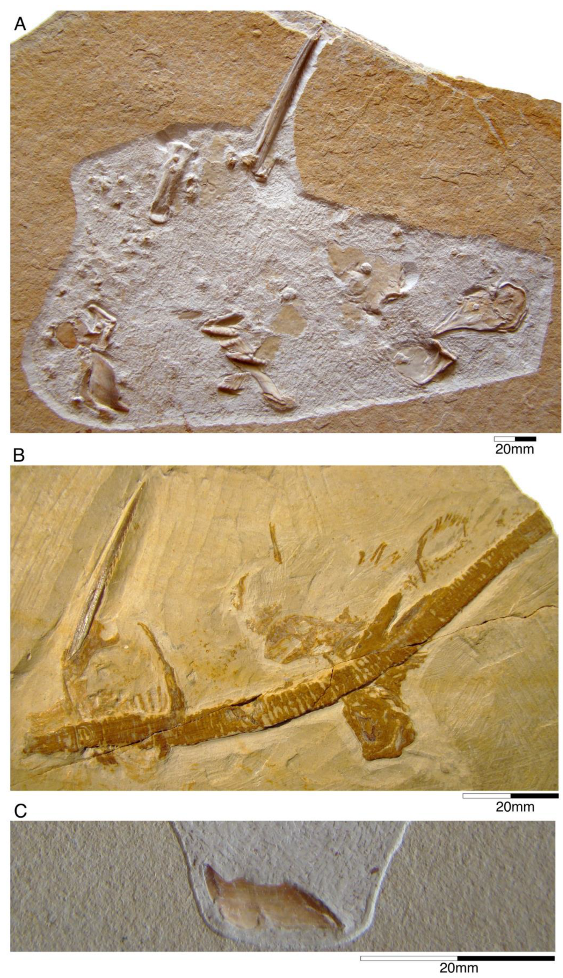 Diversity 15 00386 g008