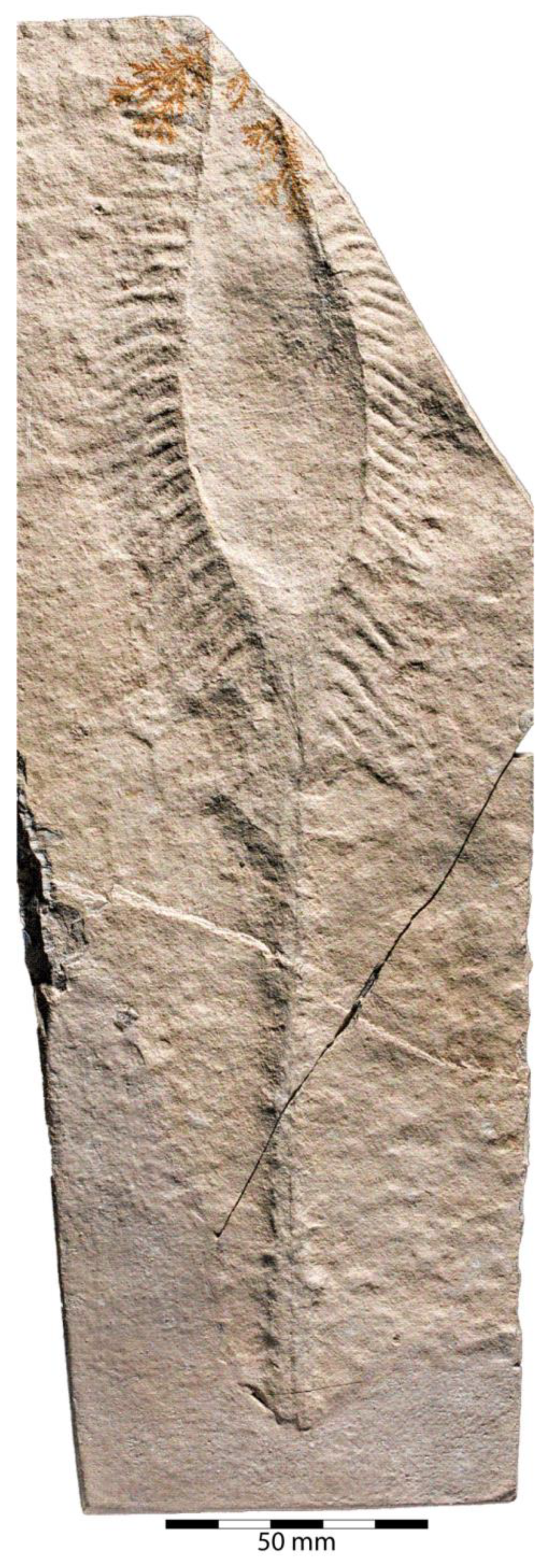 Diversity 15 00386 g009