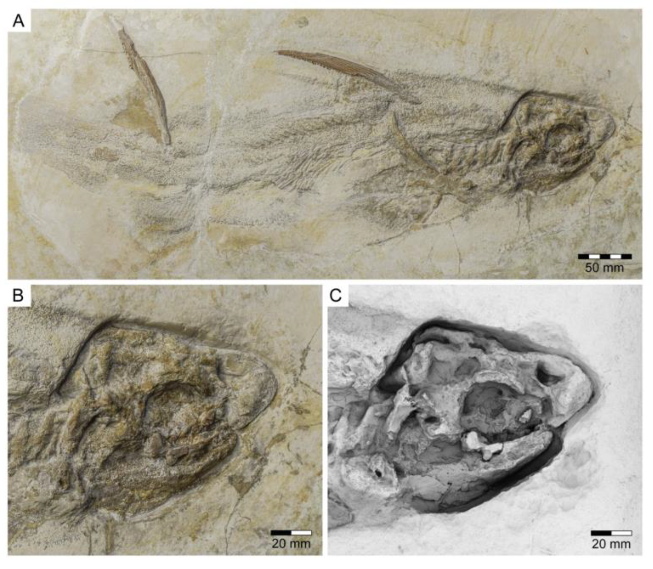 Diversity 15 00386 g010