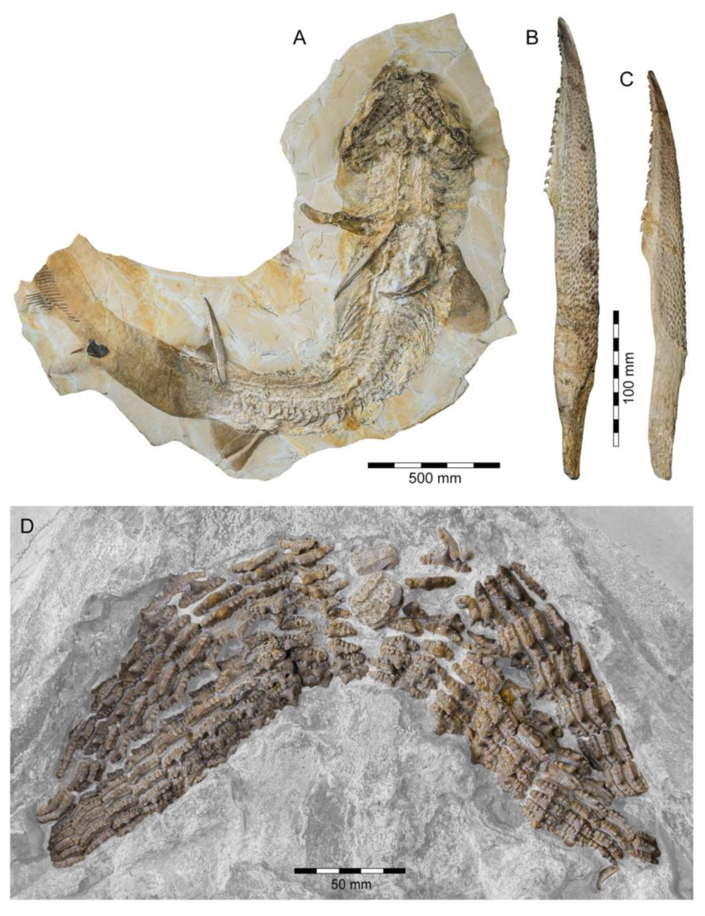 Diversity 15 00386 g011