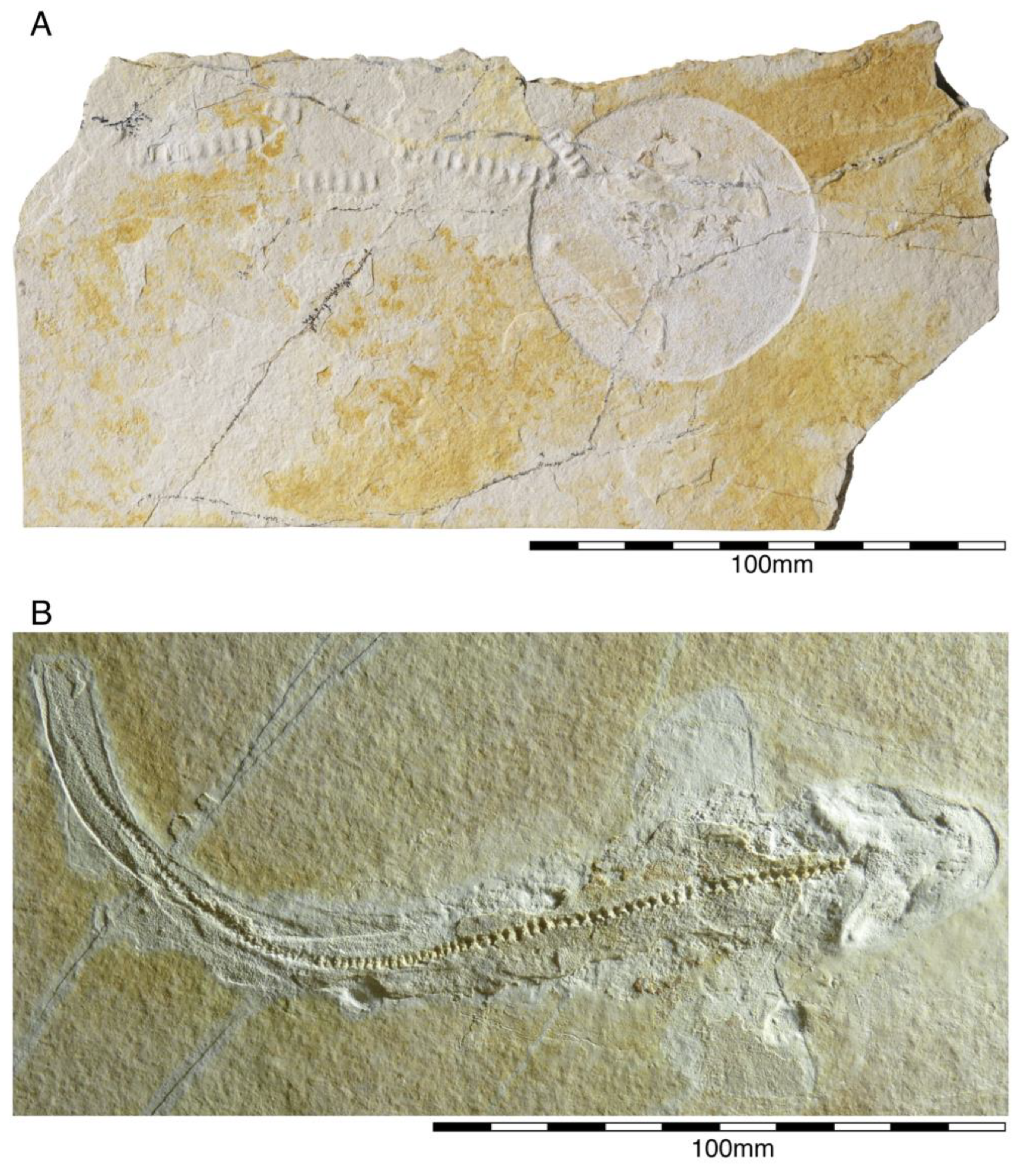 Diversity 15 00386 g014
