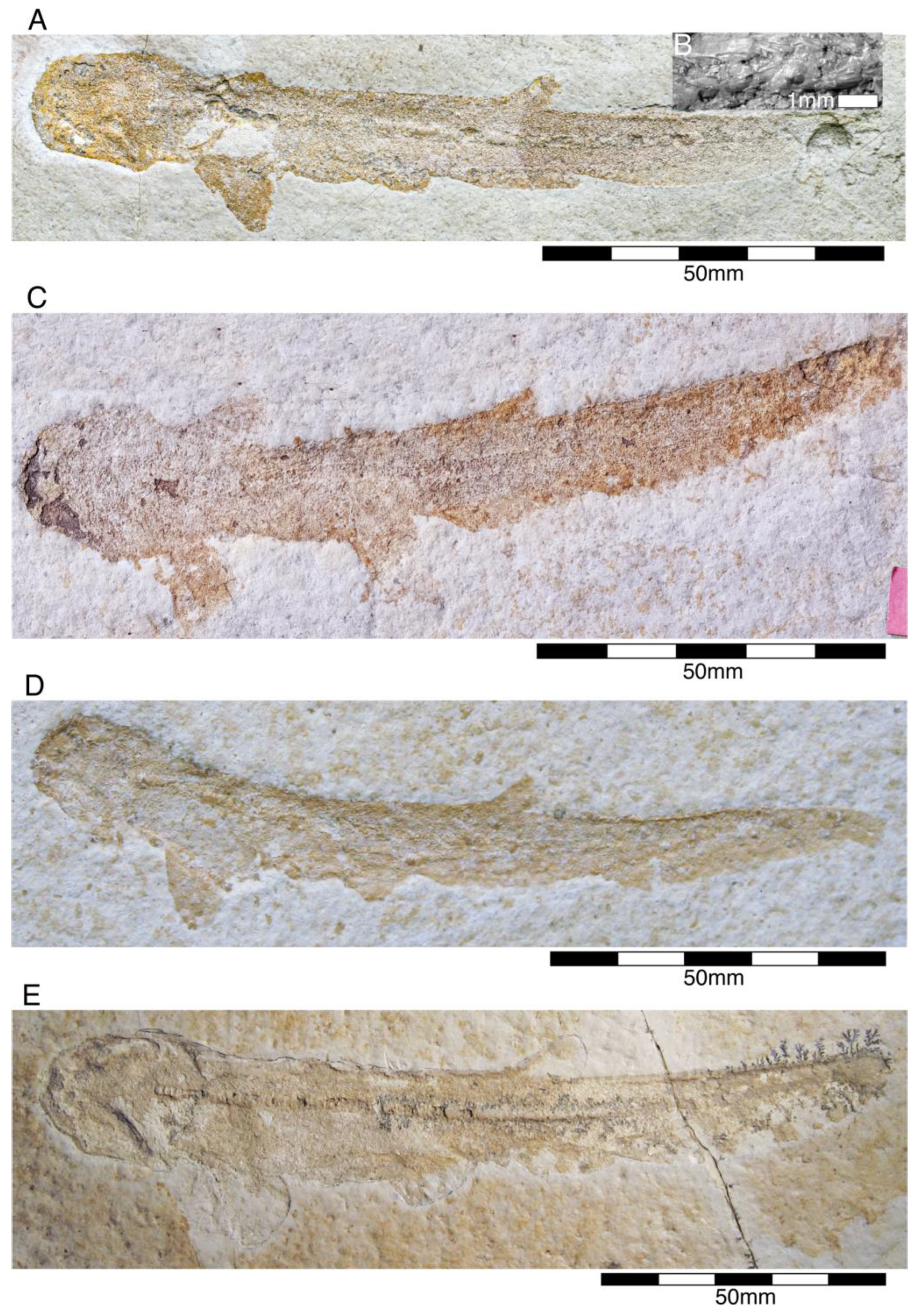 Diversity 15 00386 g016
