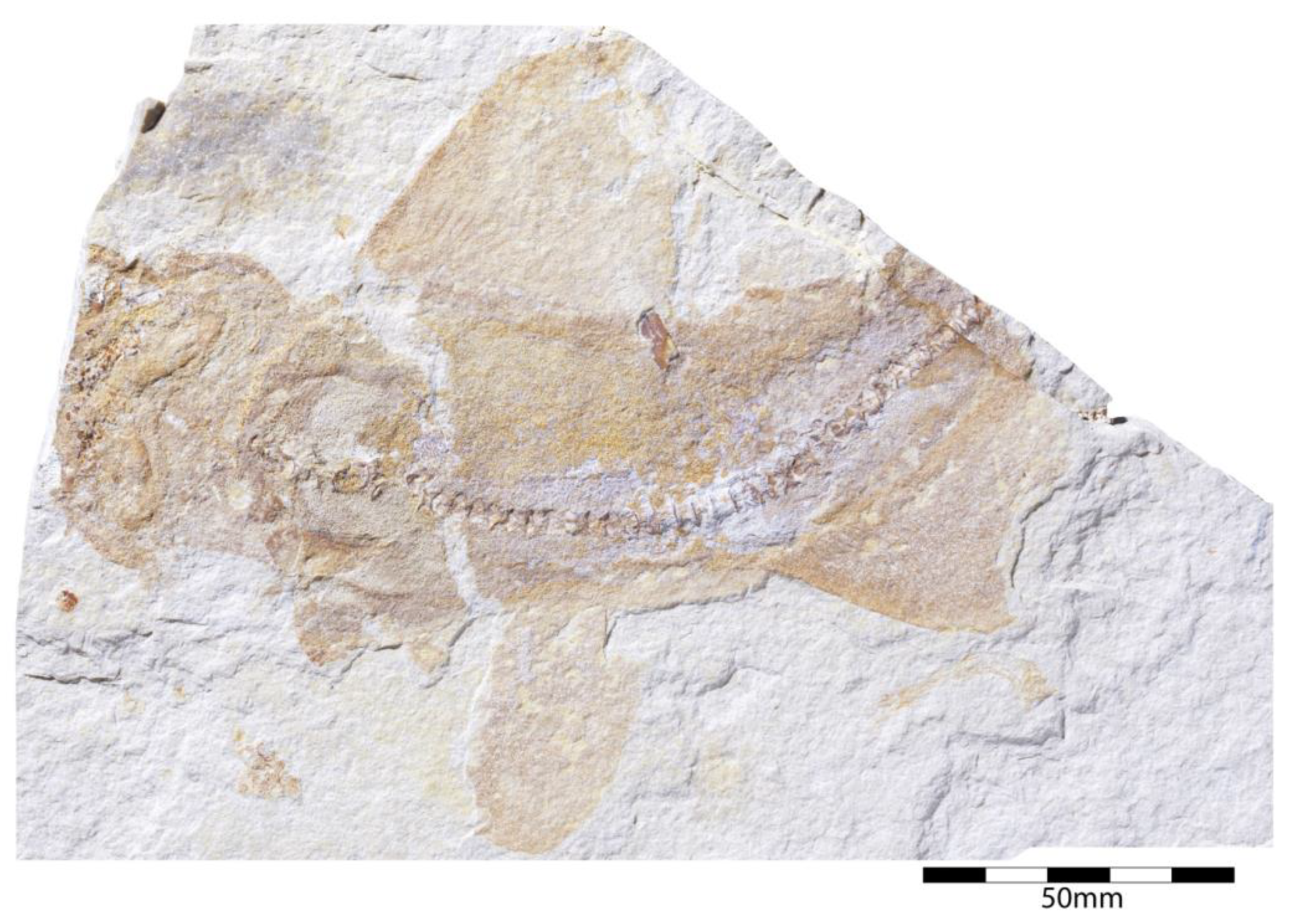 Diversity 15 00386 g018