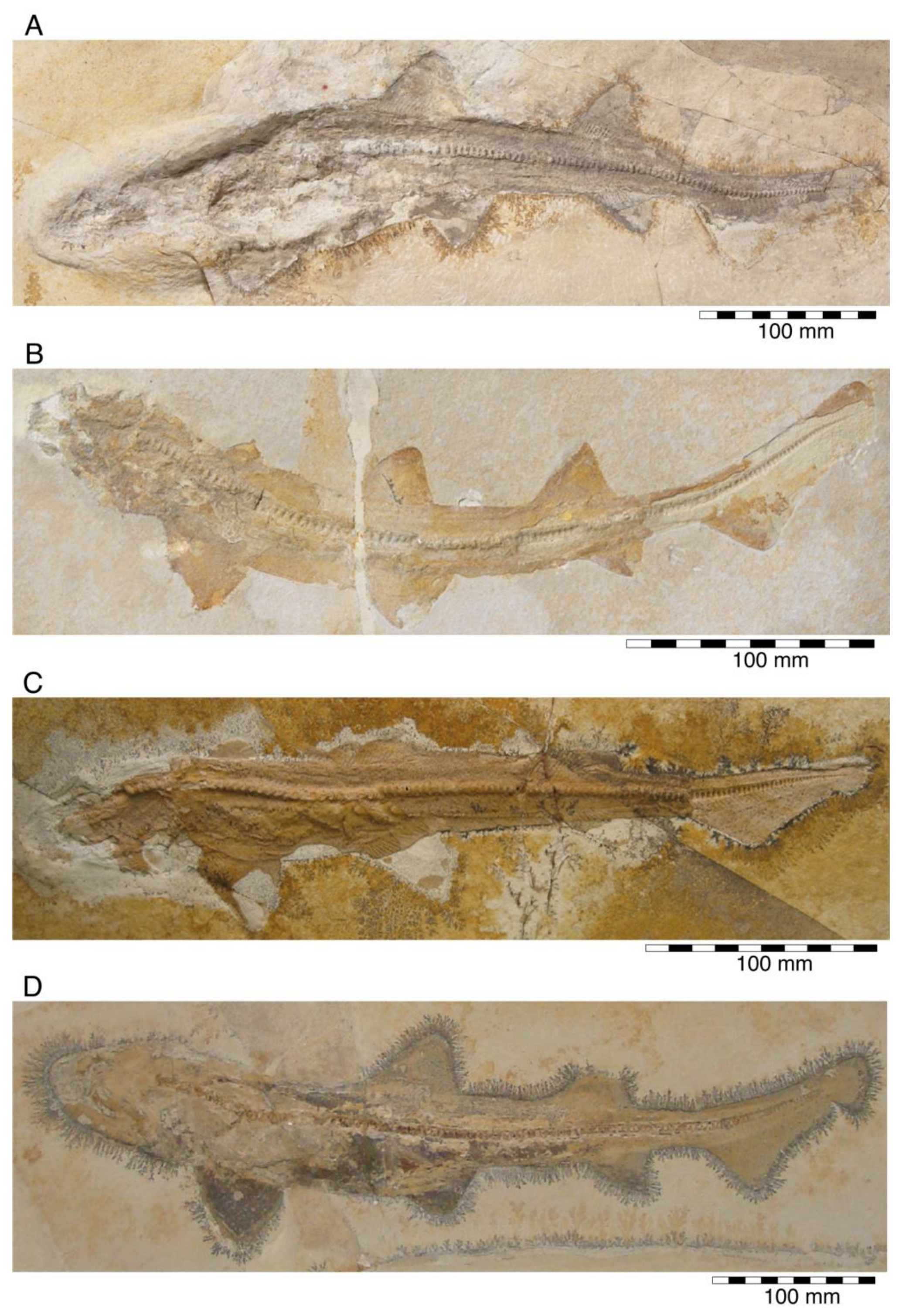 Diversity 15 00386 g024