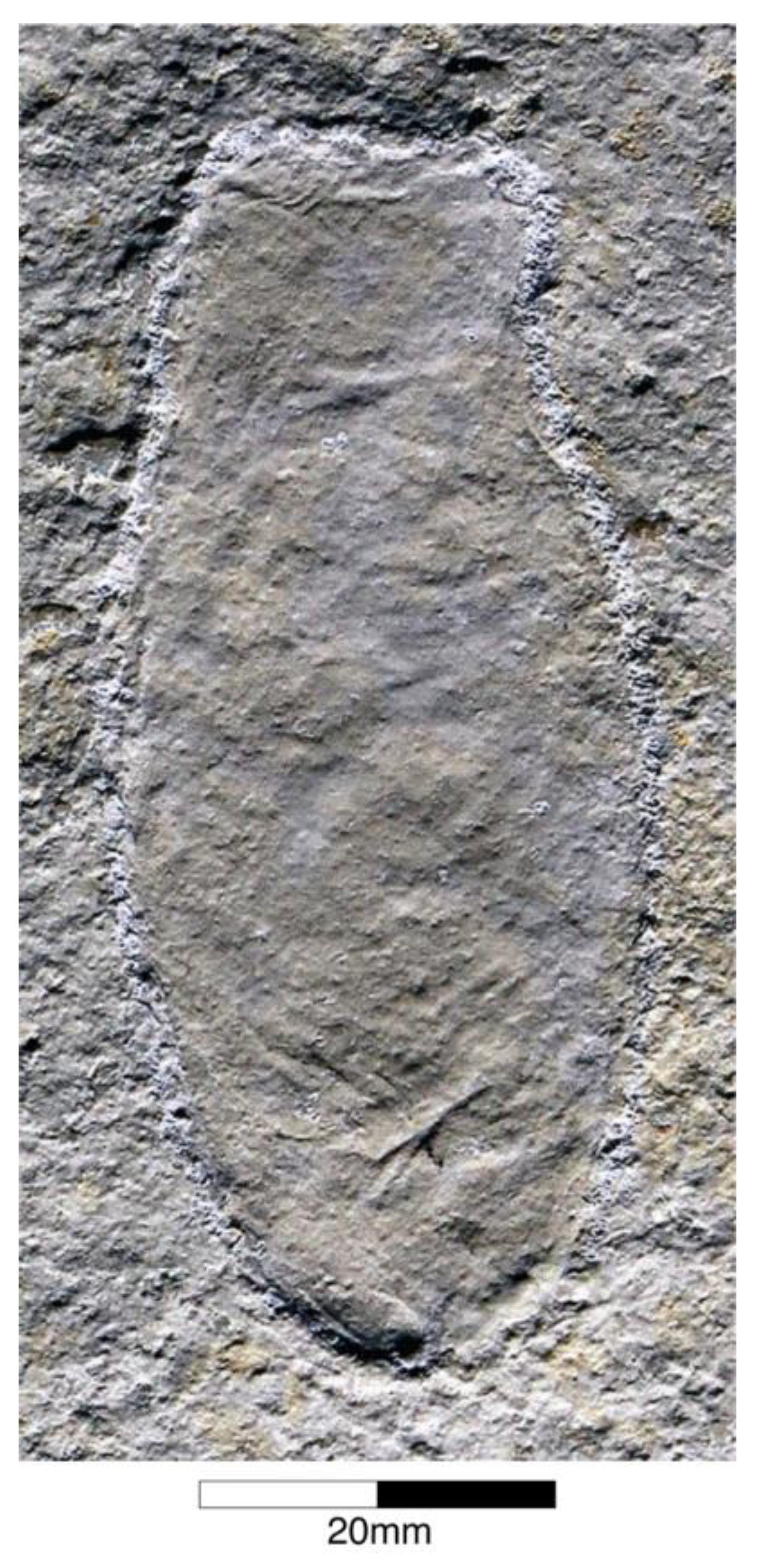 Diversity 15 00386 g025