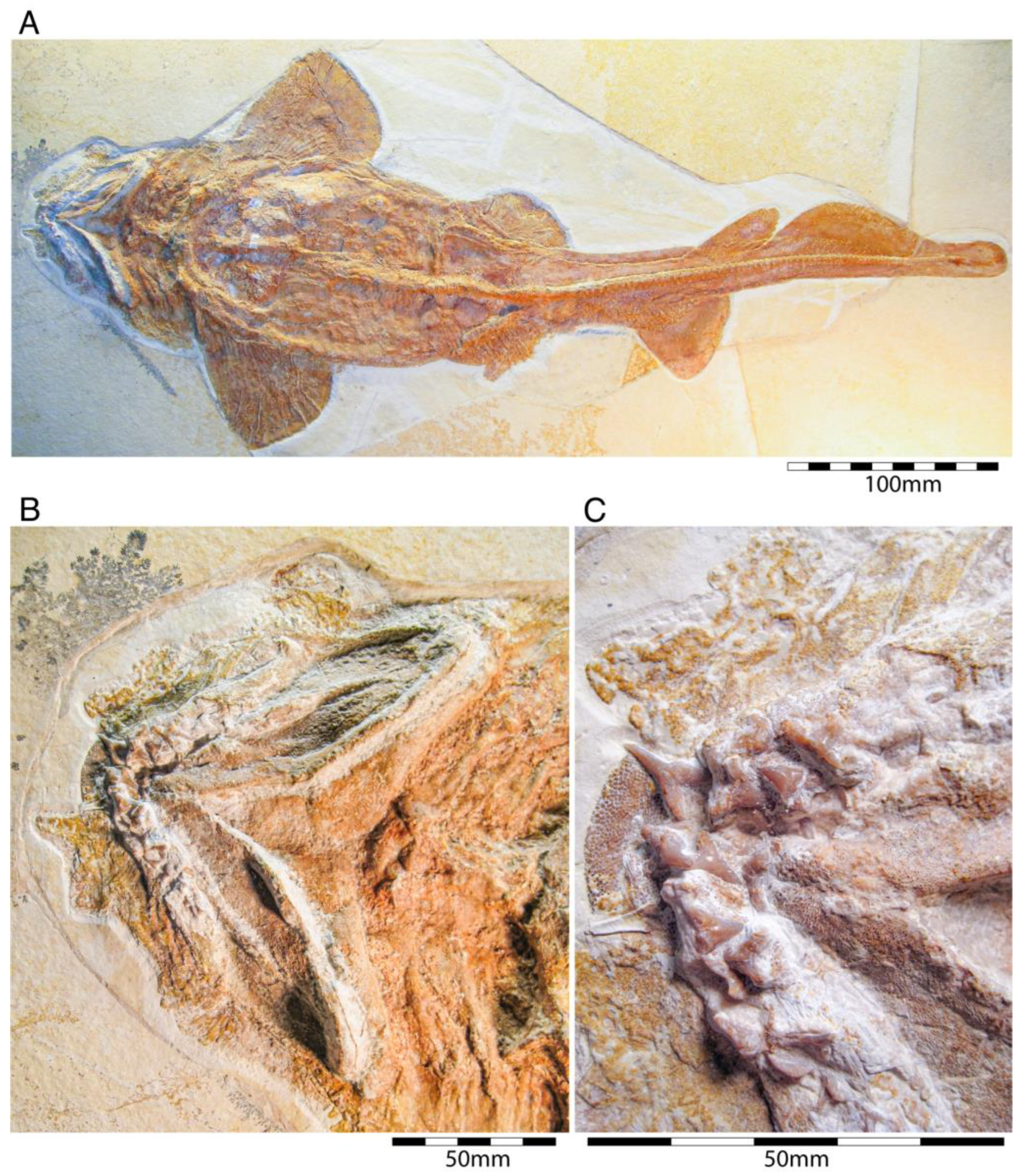 Diversity 15 00386 g026