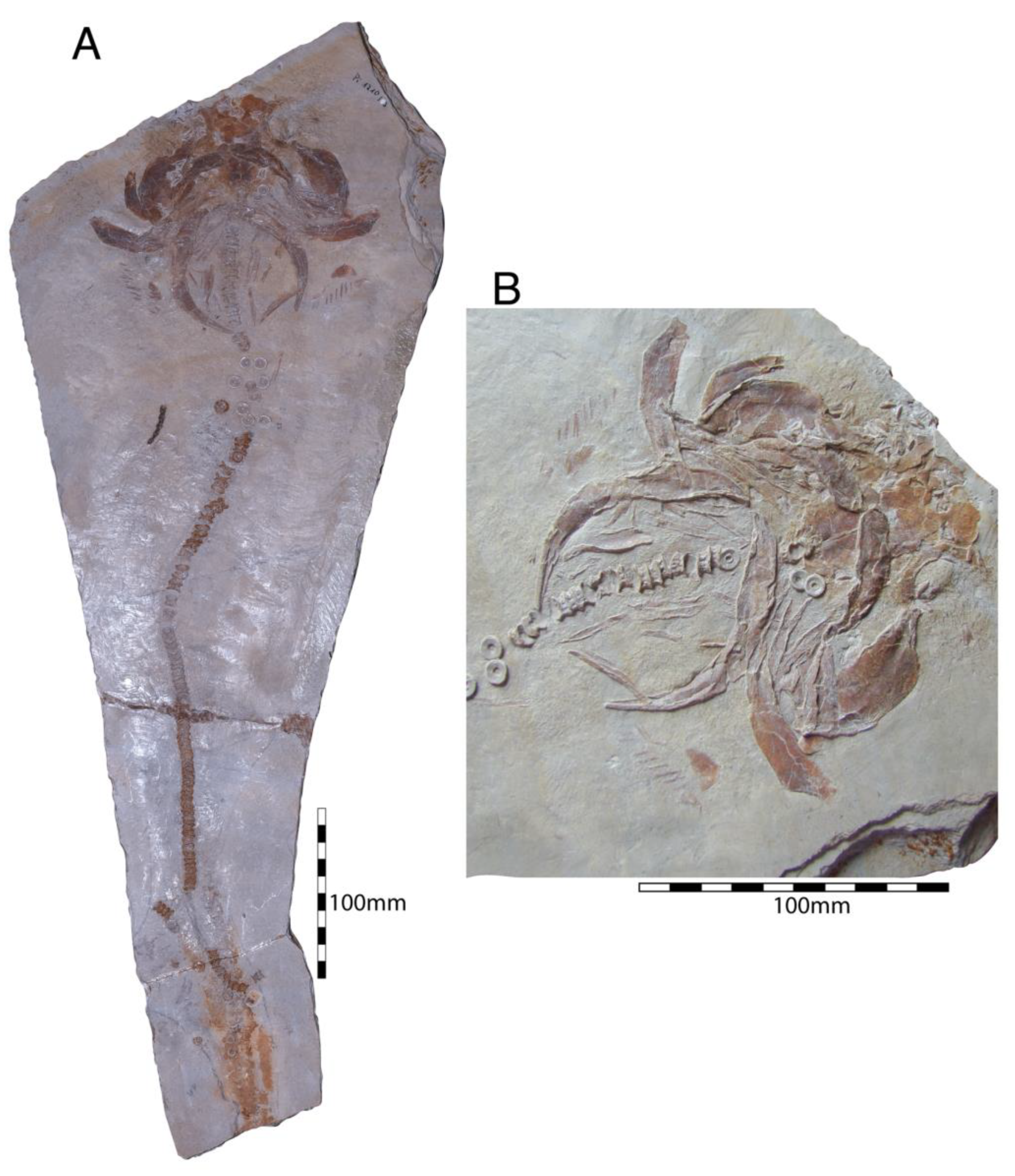 Diversity 15 00386 g028