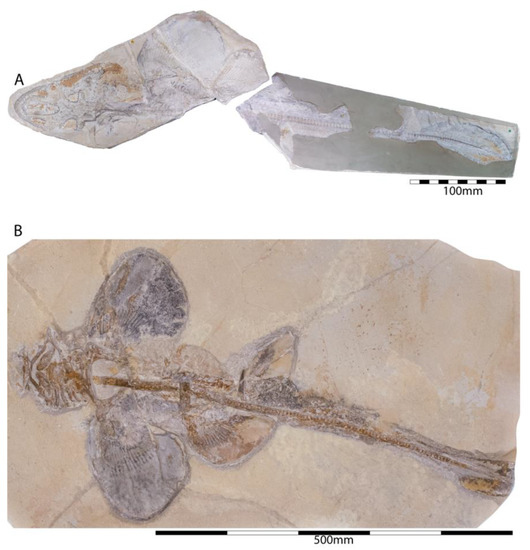 Diversity 15 00386 g030